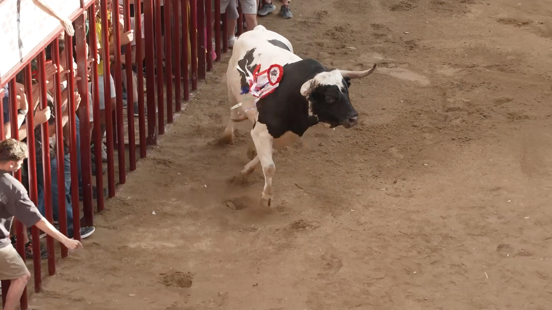 Toro Junta de Defensa, San Juan Coria, Tierra de Toros, Canal Extremadura, Juan Bazaga