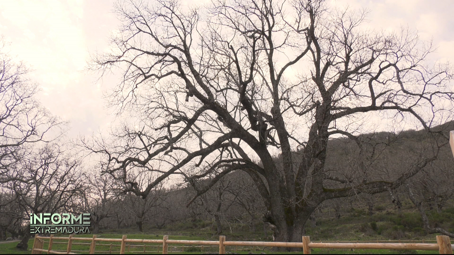 Este árbol singular tiene una edad estimada de entre 500 y 600 años y alcanza unos 25 metros de altura