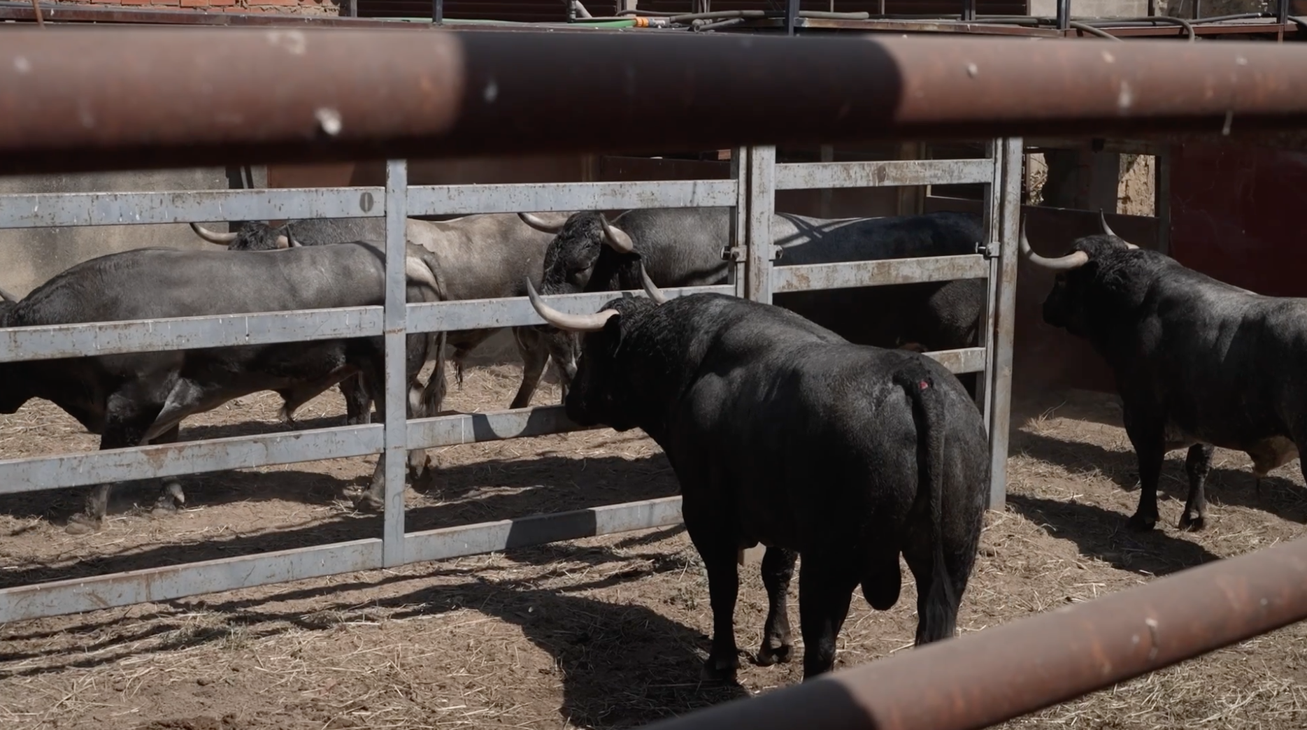 Moraleja, San Buenaventura, Tierra de Toros, Canal Extremadura, Juan Bazaga