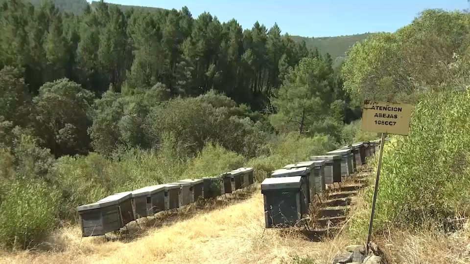 El sector apícola extremeño reclama ayudas por el aumento de costes