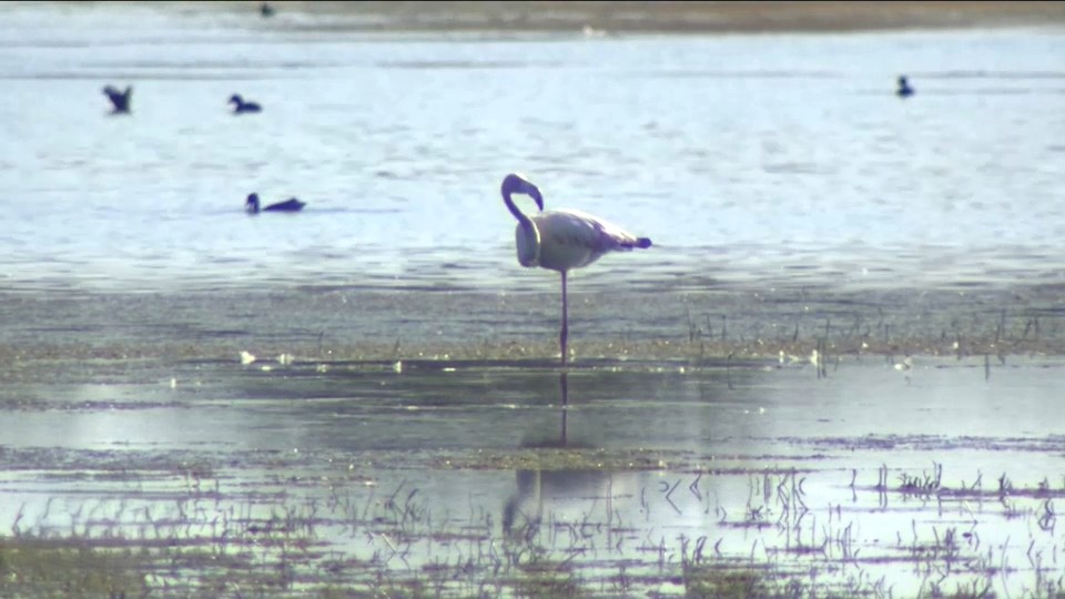 Cada vez es más frecuente observar flamencos que permanecen en estas lagunas durante todo el año, un reflejo de la importancia que este humedal ha adquirido para la especie. Junto a ellos conviven cigüeñuelas, avocetas, ánades, chorlitejos o aguiluchos laguneros, mientras que en los llanos cercanos encuentran refugio aves esteparias tan emblemáticas como la avutarda, el sisón o las gangas