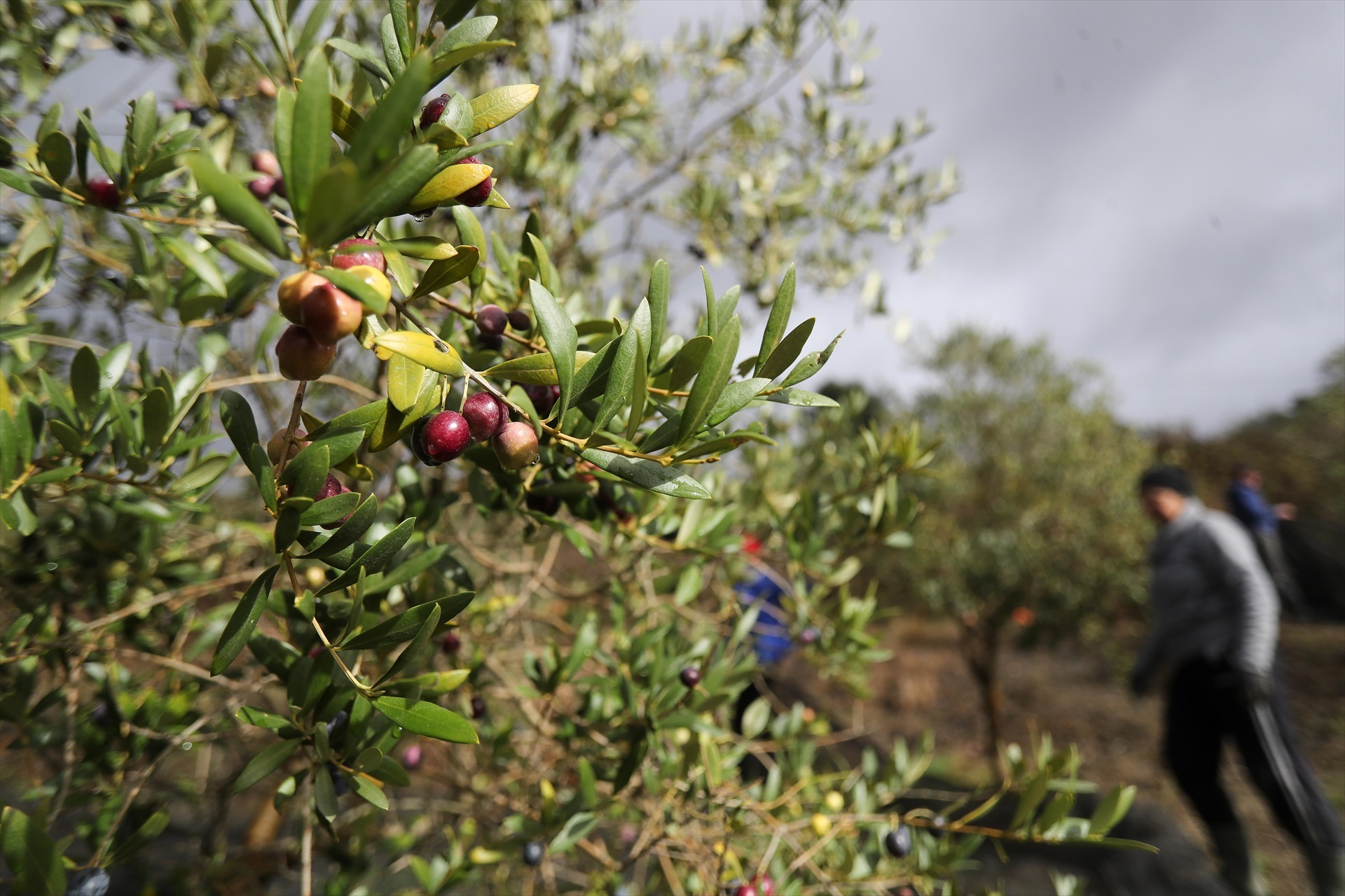 PSOE propone un plan integral para proteger el olivar tradicional de montaña