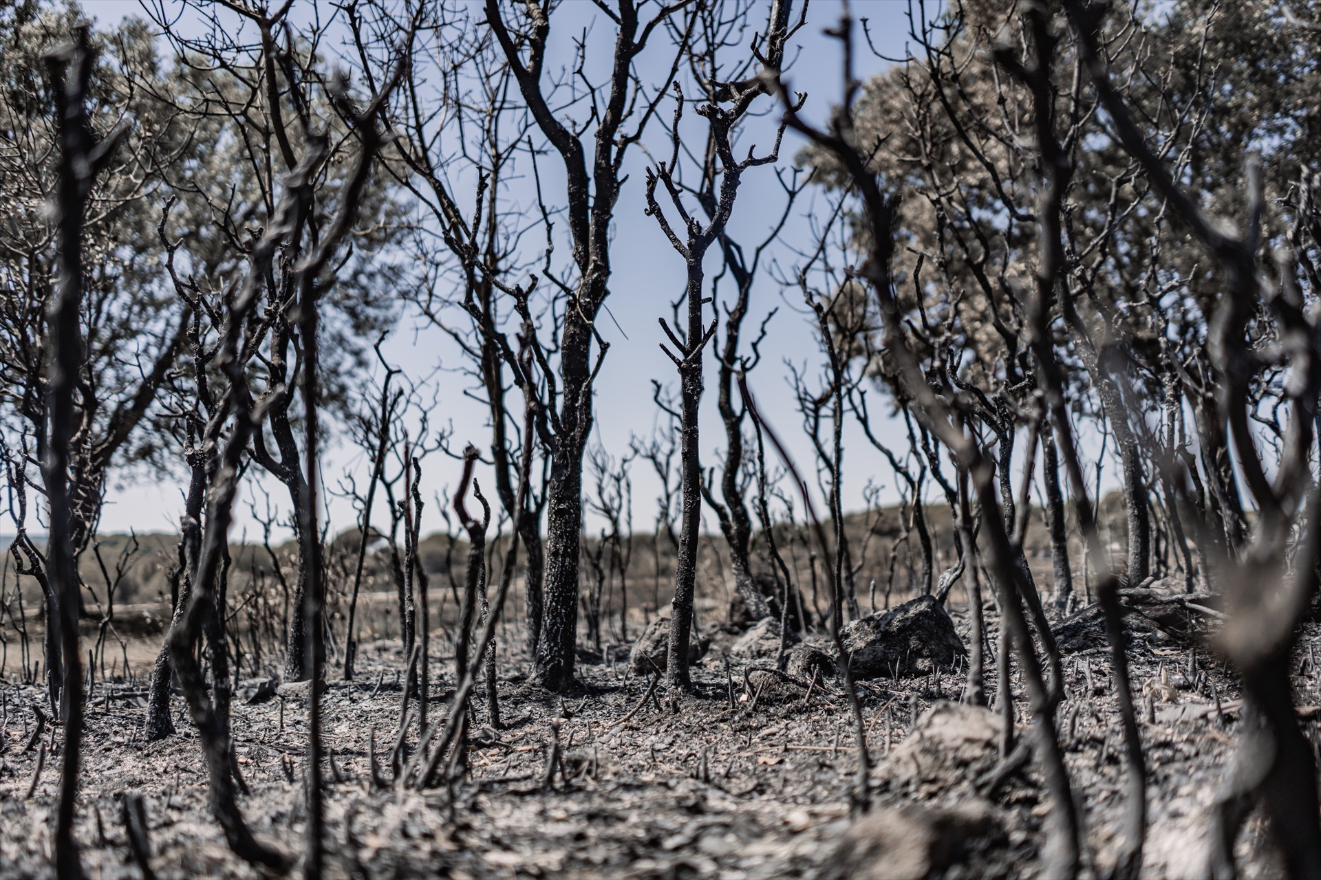 Los incendios forestales han afectado a más de 186.500 hectáreas en España desde comienzos de 2026