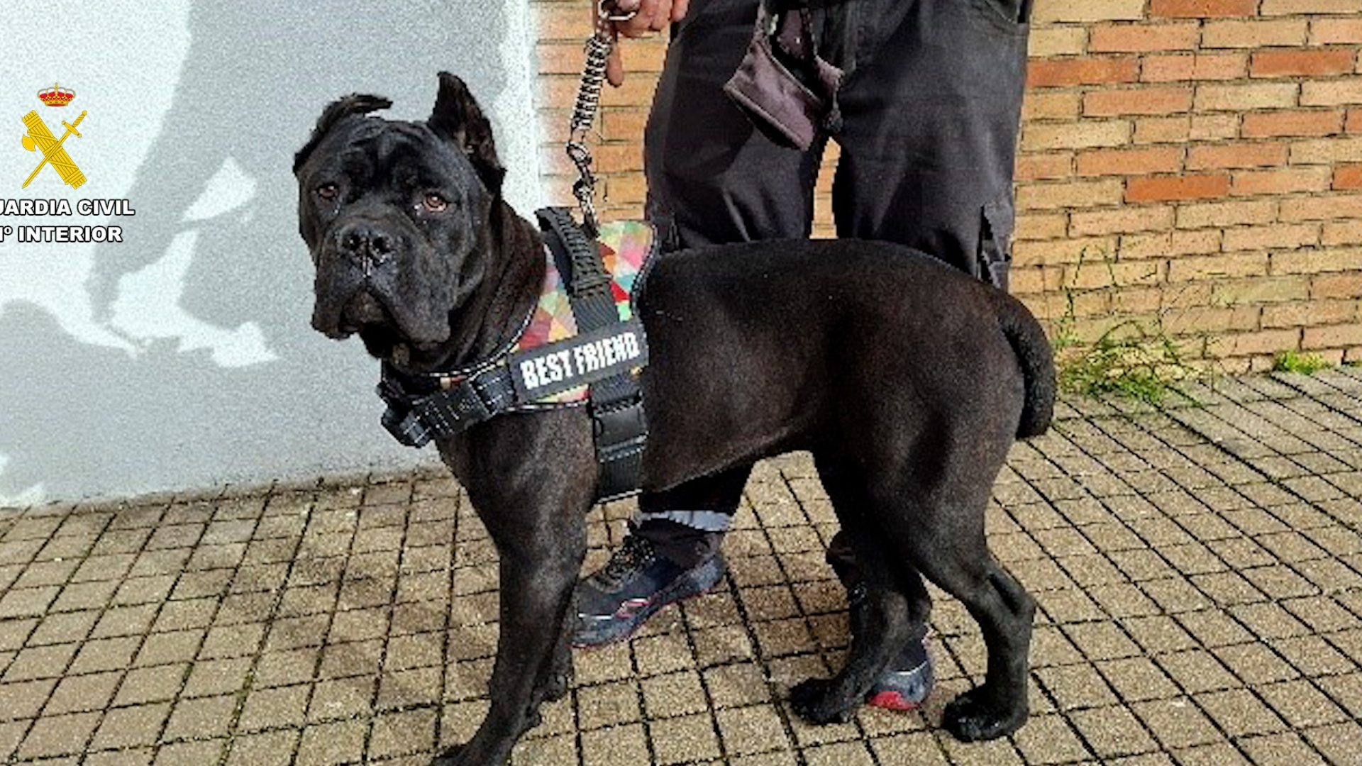 Perros con amputaciones ilegales de orejas y rabo