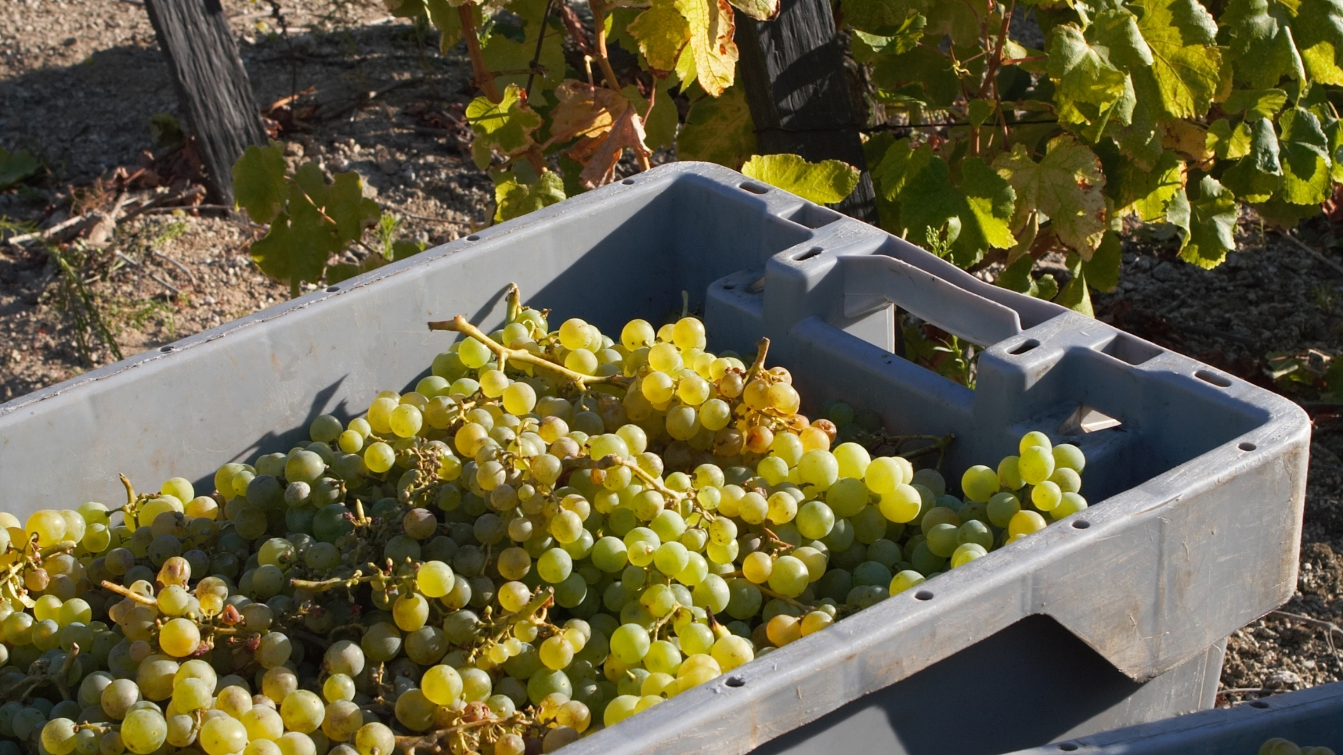 Recogida uvas