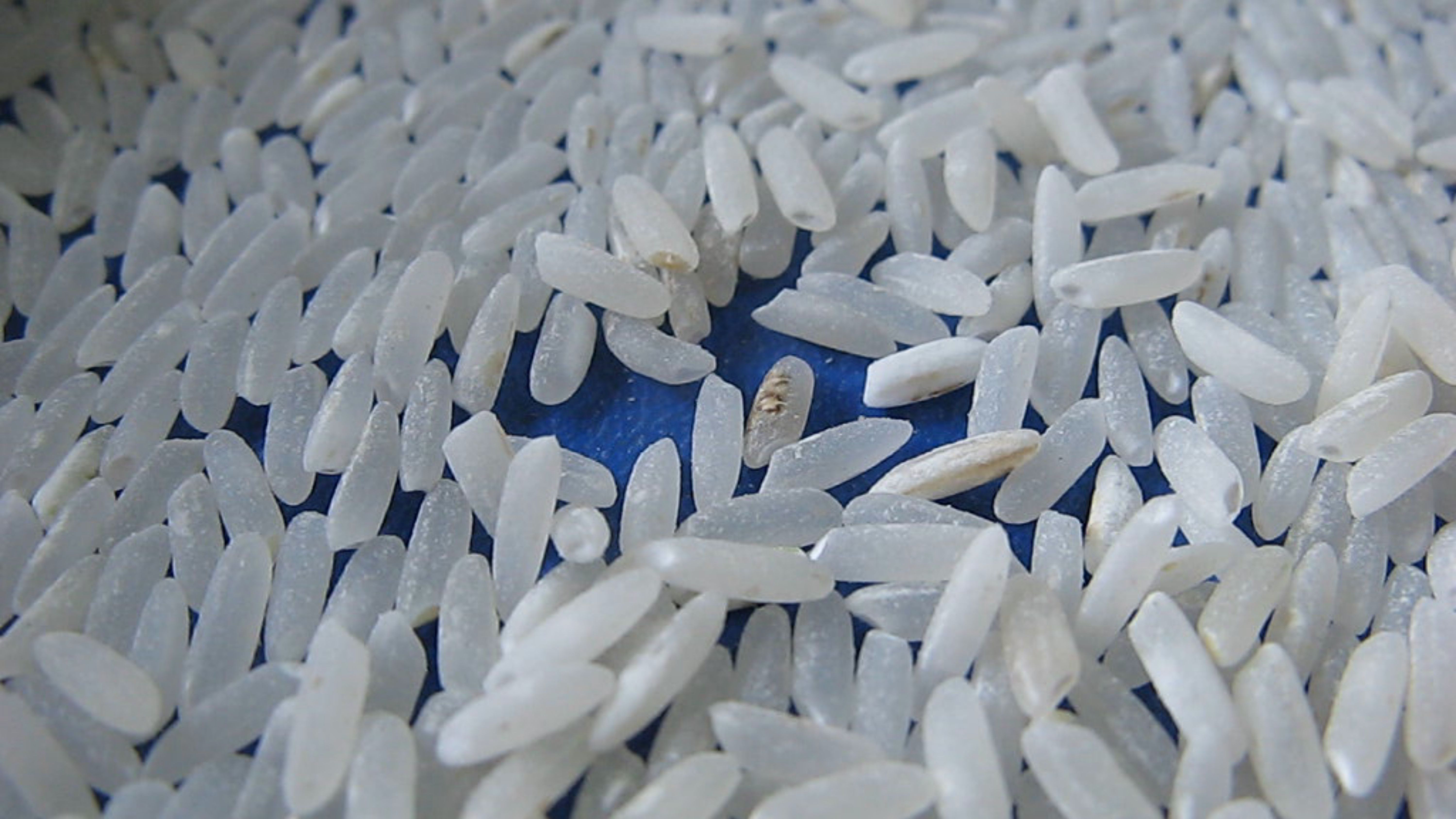 Consecuencias de la pudenta en el arroz