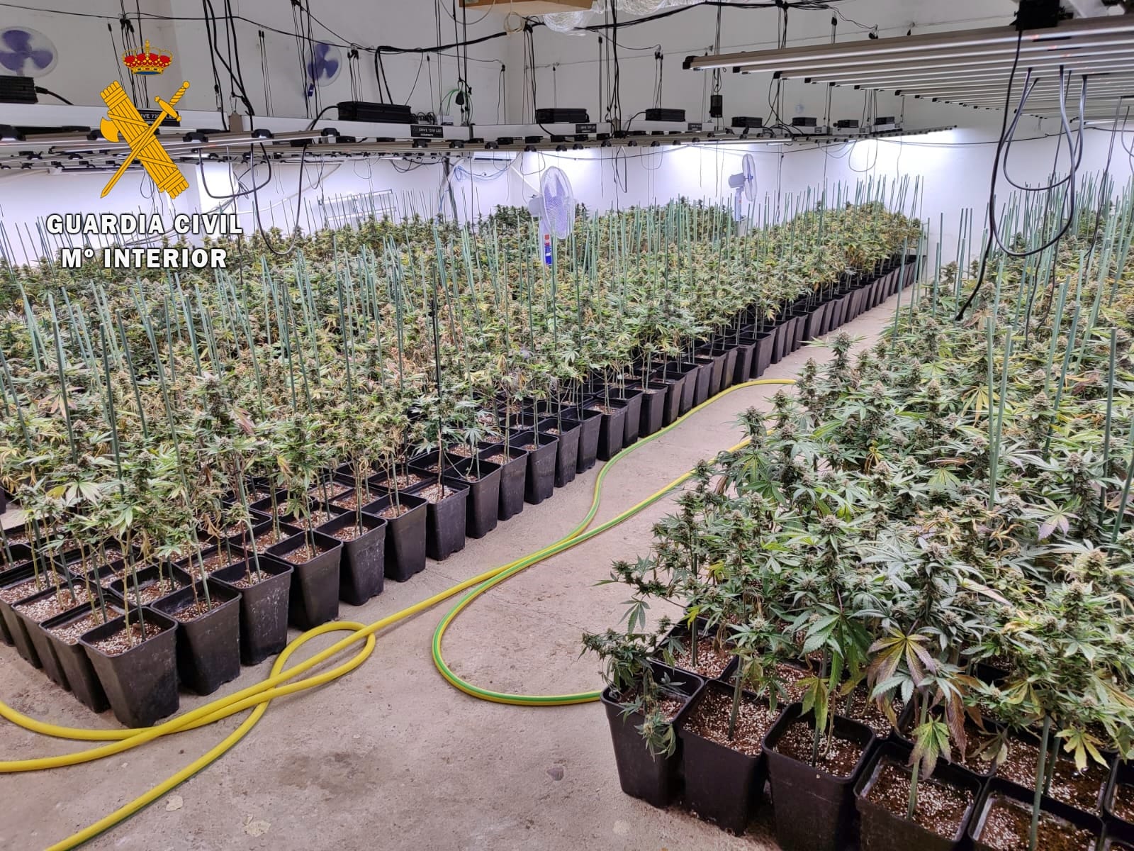 Detenidas tres personas en Valverde de Mérida tras hallar casi un millar de plantas de marihuana