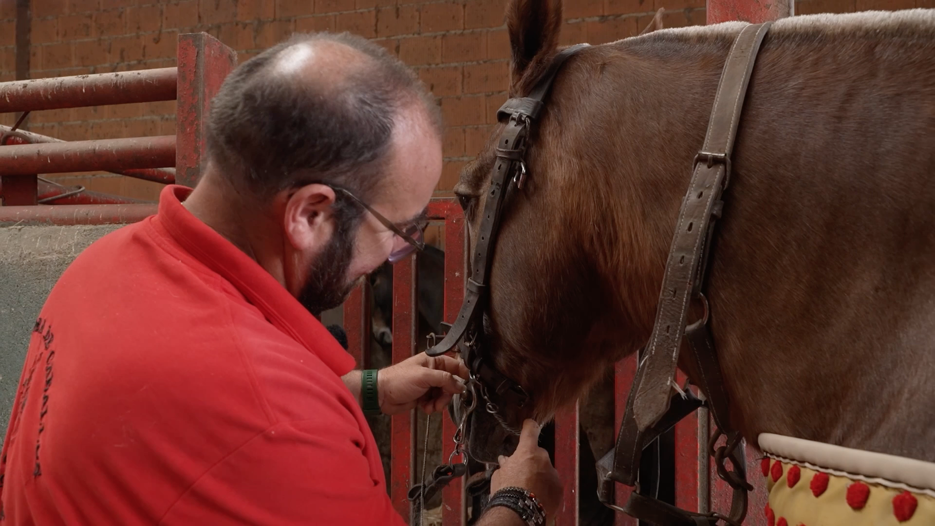 Cuadra de caballos, Caballo de picar Tierra de Toros, Canal Extremadura, Juan Bazaga