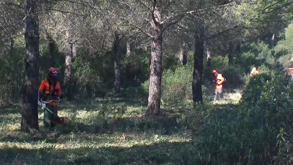 Trabajos de limpieza de montes.
