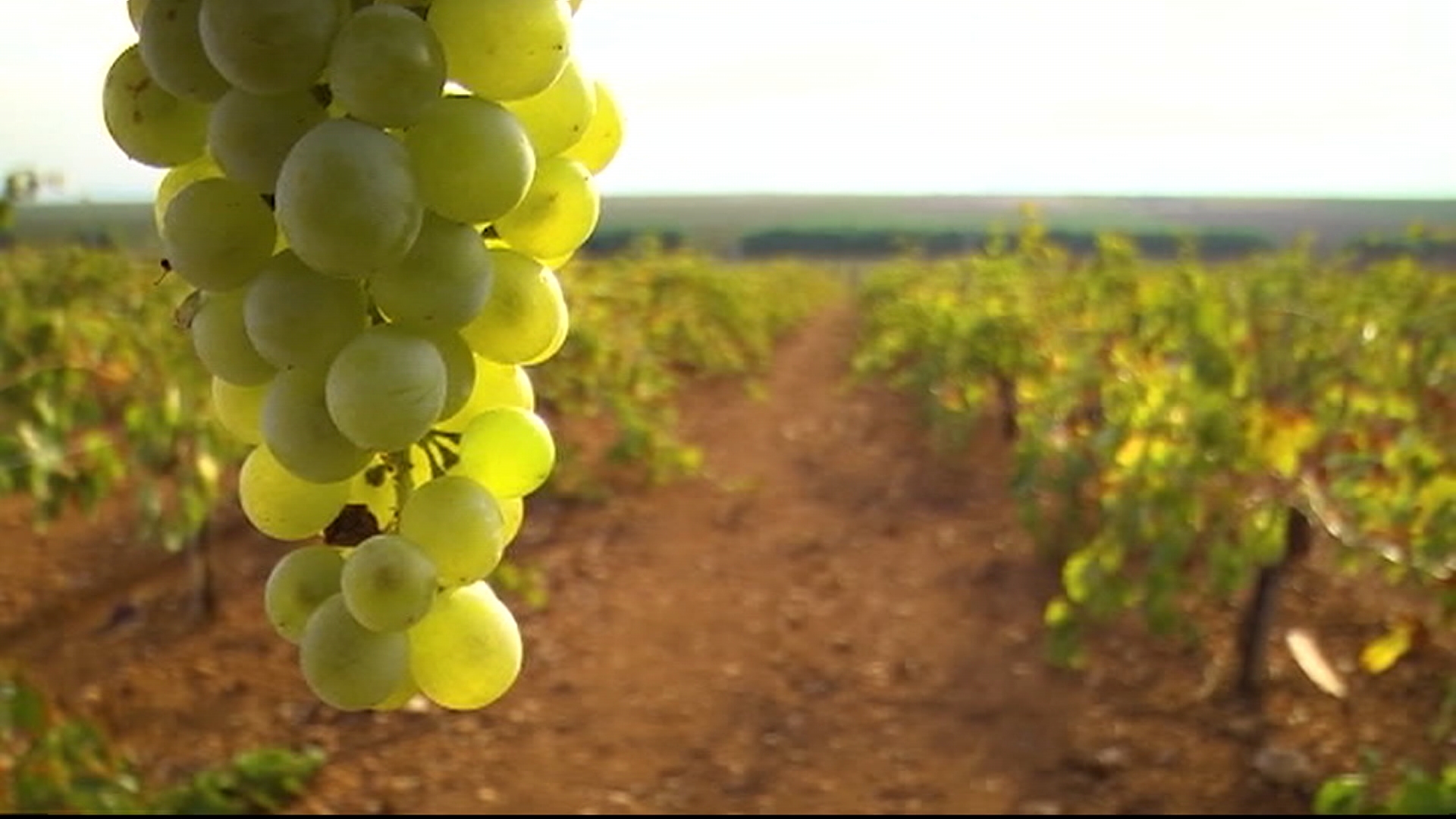 La apuesta por la diferenciación ha llevado a Leneus también fuera de España. Sus vinos se comercializan actualmente en Reino Unido, Bélgica, Alemania, Hong Kong, Mónaco y Portugal