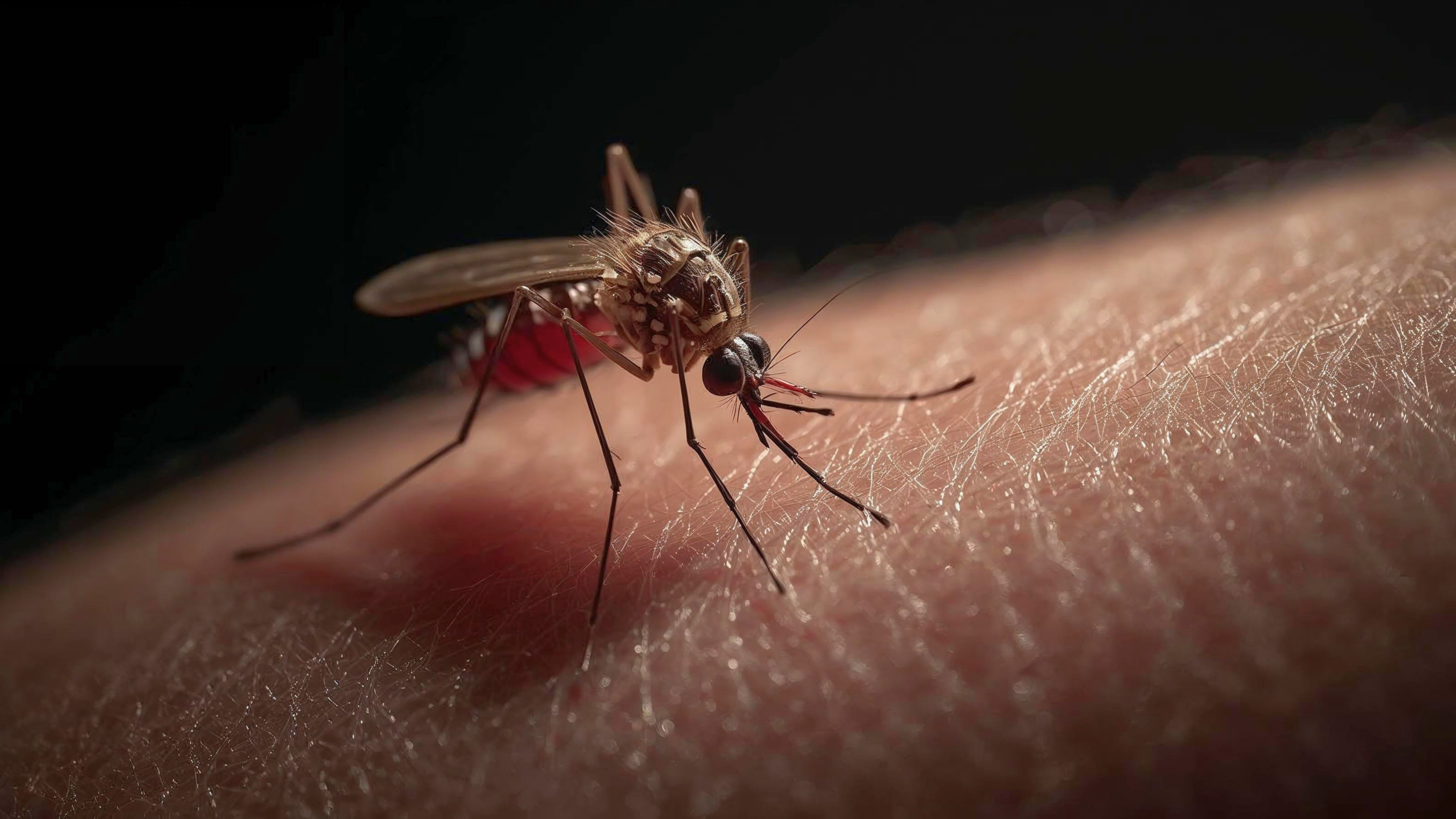Mosquito sobre la piel humana en una fotografía de detalle.
