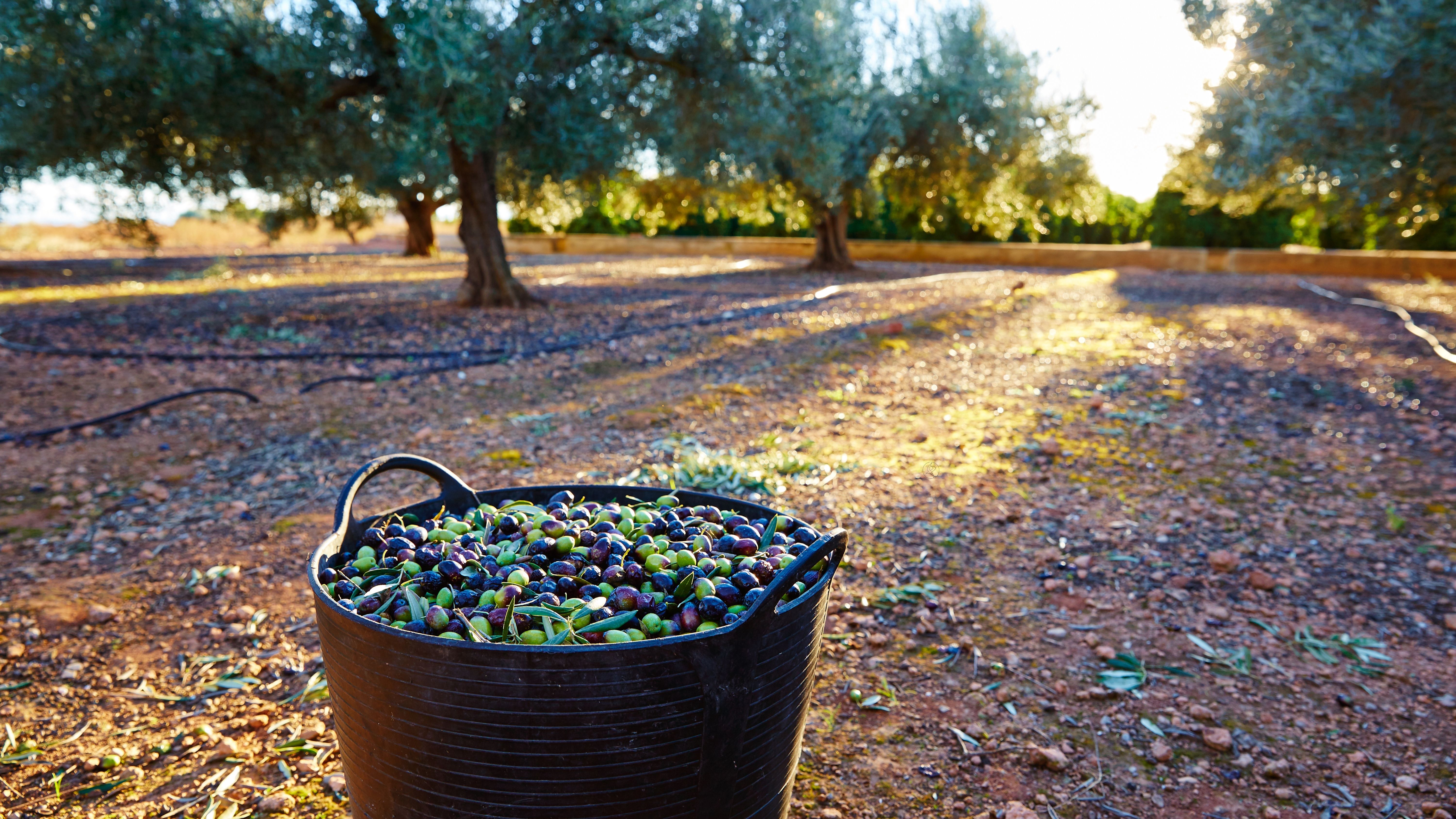 Cosecha de aceituna.