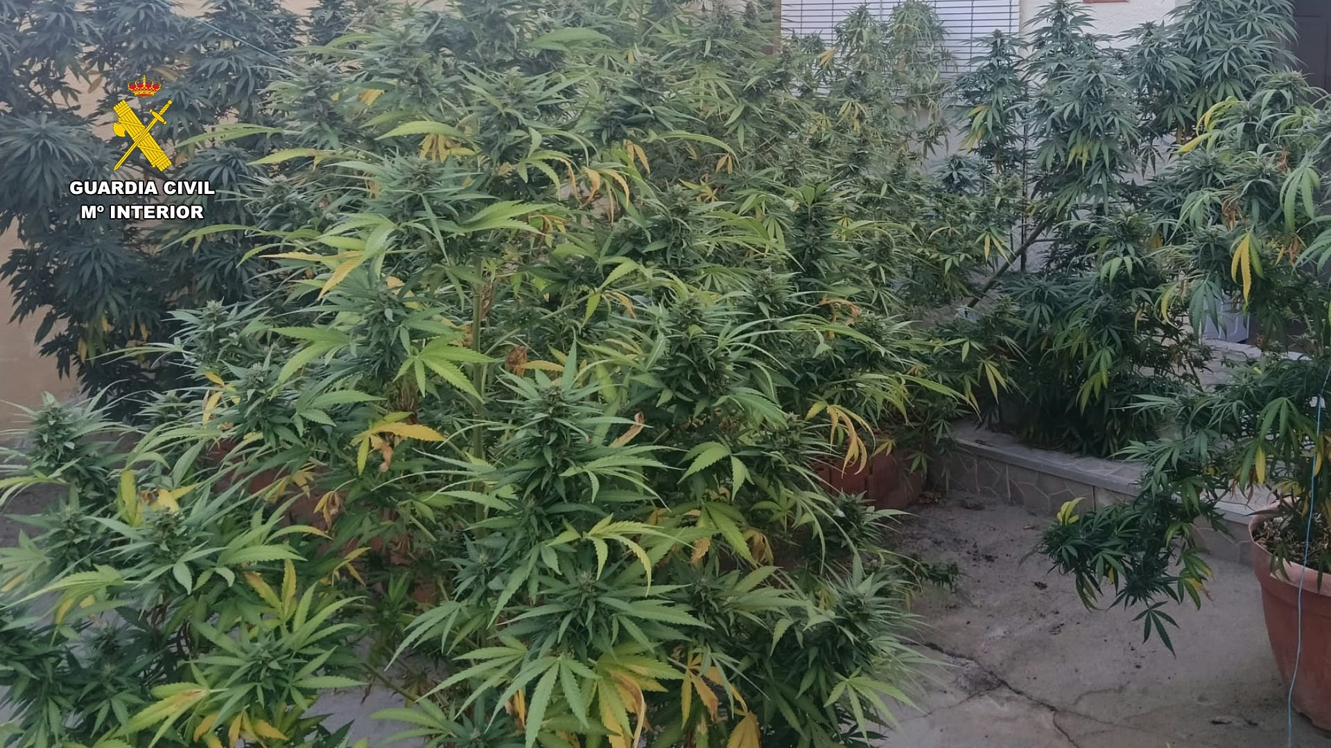 Detenidos tres hombres e intervenidas 23 plantas de marihuana en varias actuaciones en el Valle del Alagón