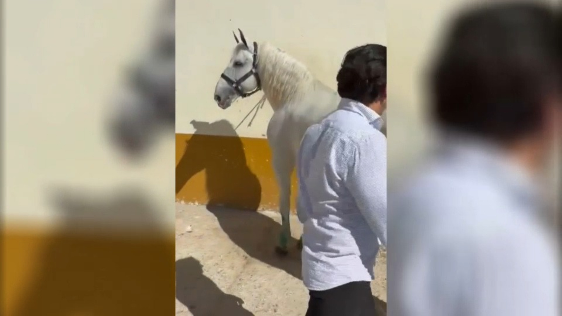 Diego Ventura confirma la recuperación de sus caballos tras el accidente en la A-5