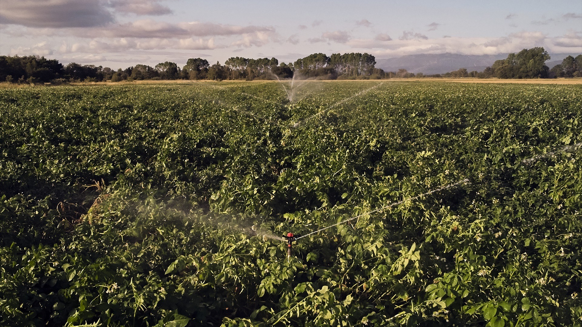 La UE actualiza las normas de agricultura ecológica y amplía las exenciones para pequeños productores