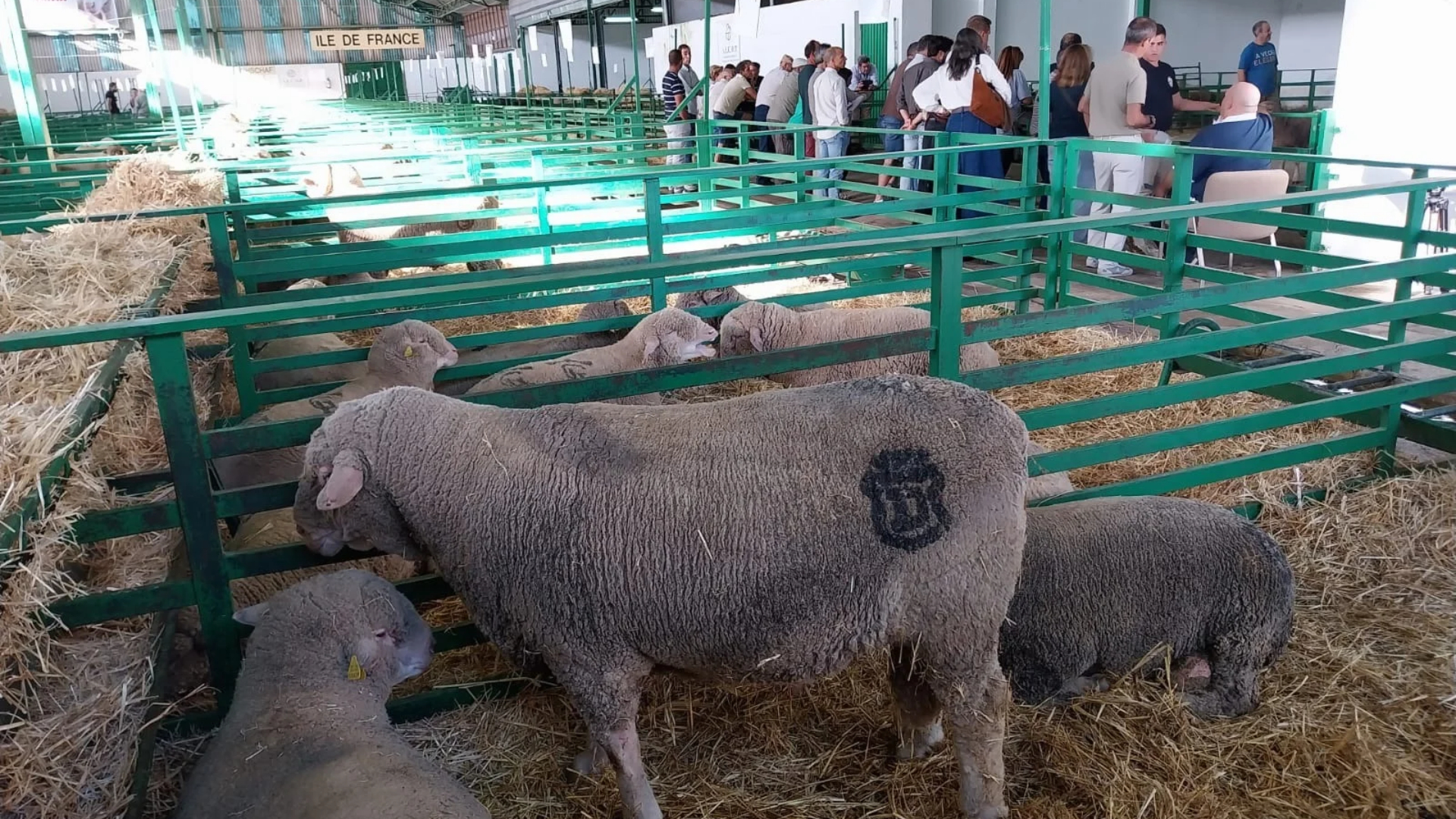 Feria Internacional Ganadera de Zafra