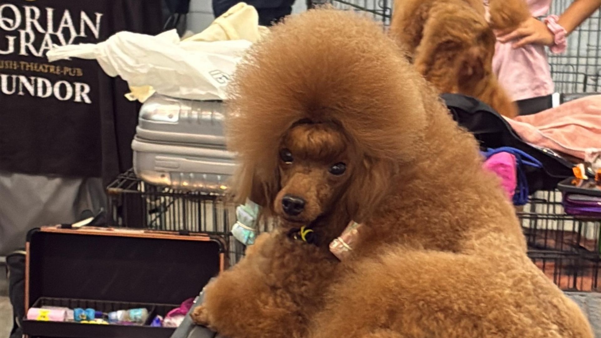 Uno de los perros protagonistas de la Exposición Nacional e Internacional que se celebra en Mérida