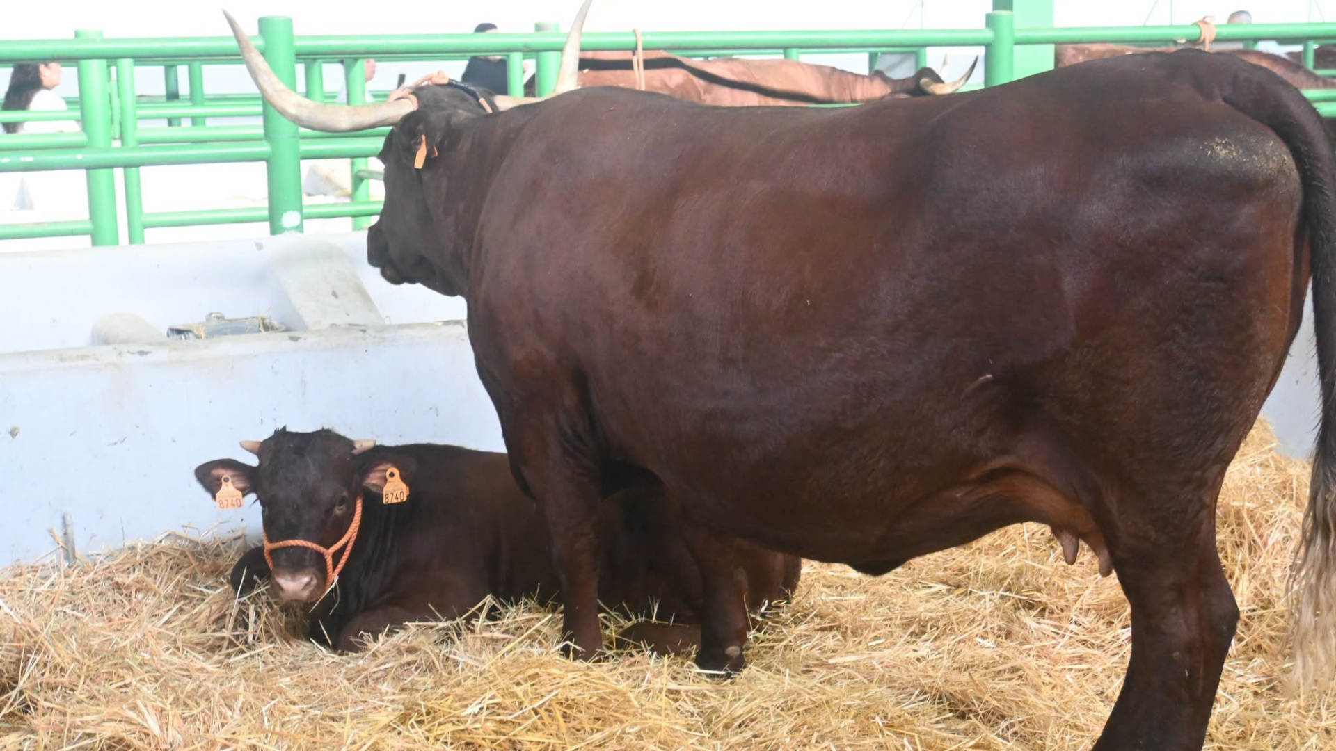 Ganado bovino en la Feria de Zafra