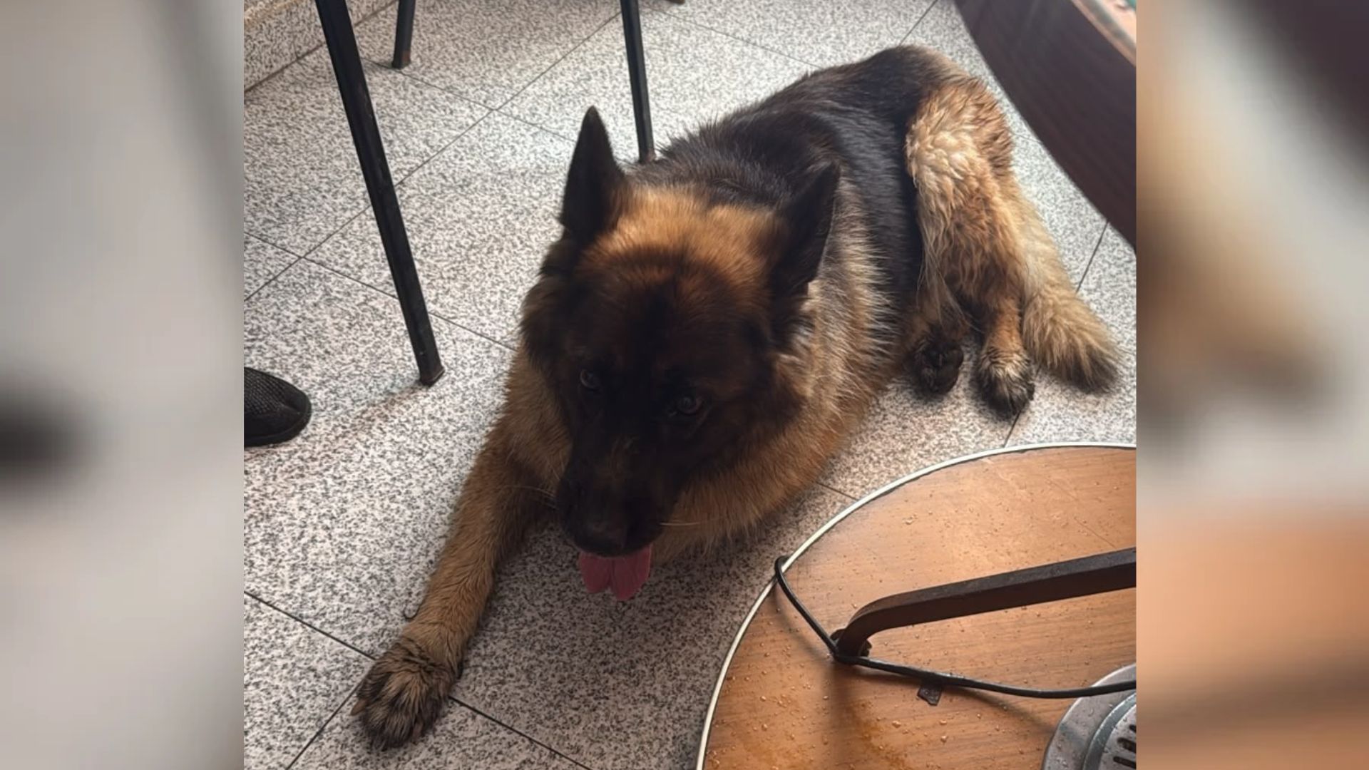 Tronky, la perra que había desaparecido, junto a un hombre, en Losar de la Vera