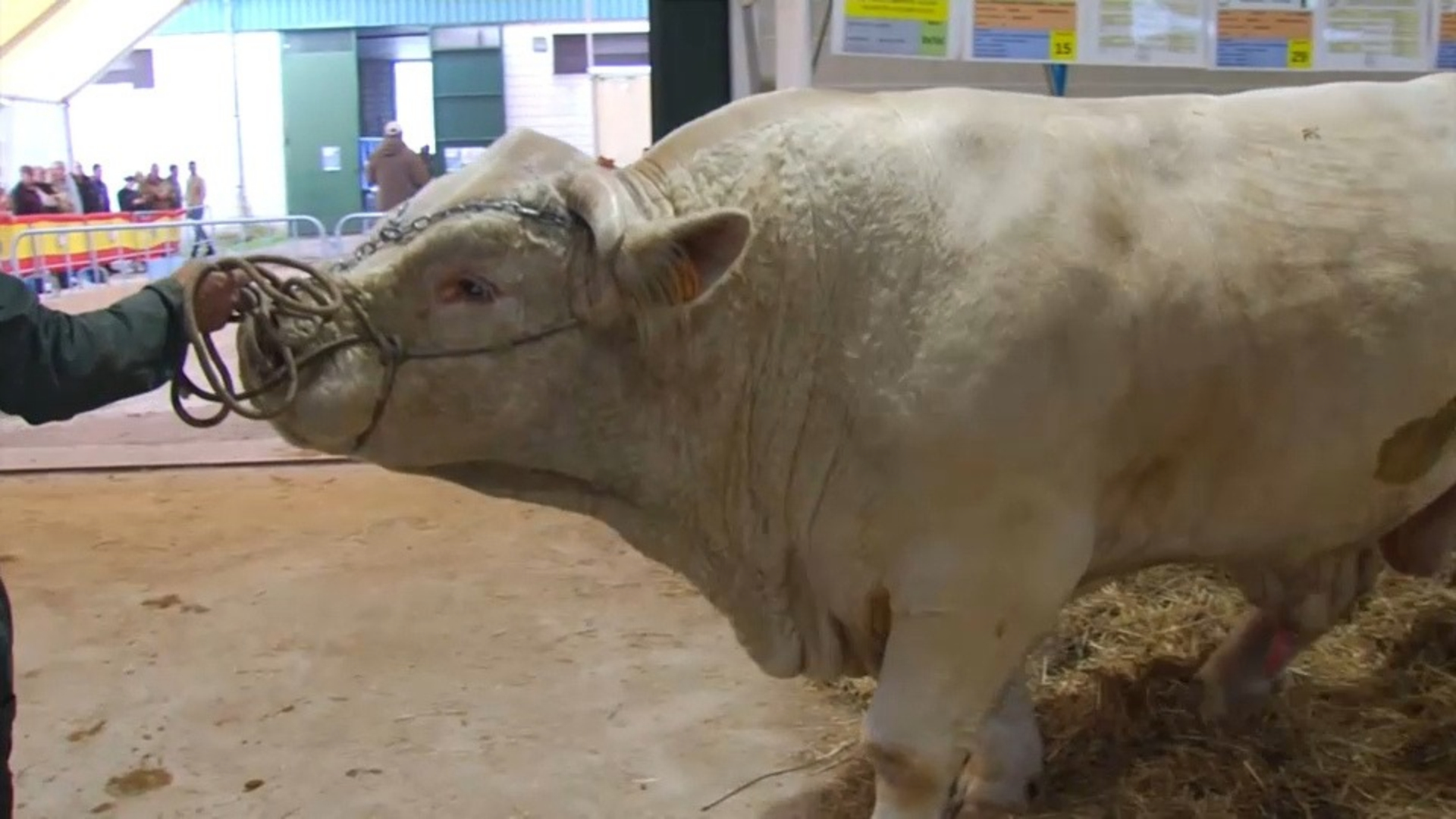 Albalá exhibirá unos 300 ejemplares en su XXII Feria de Ganado