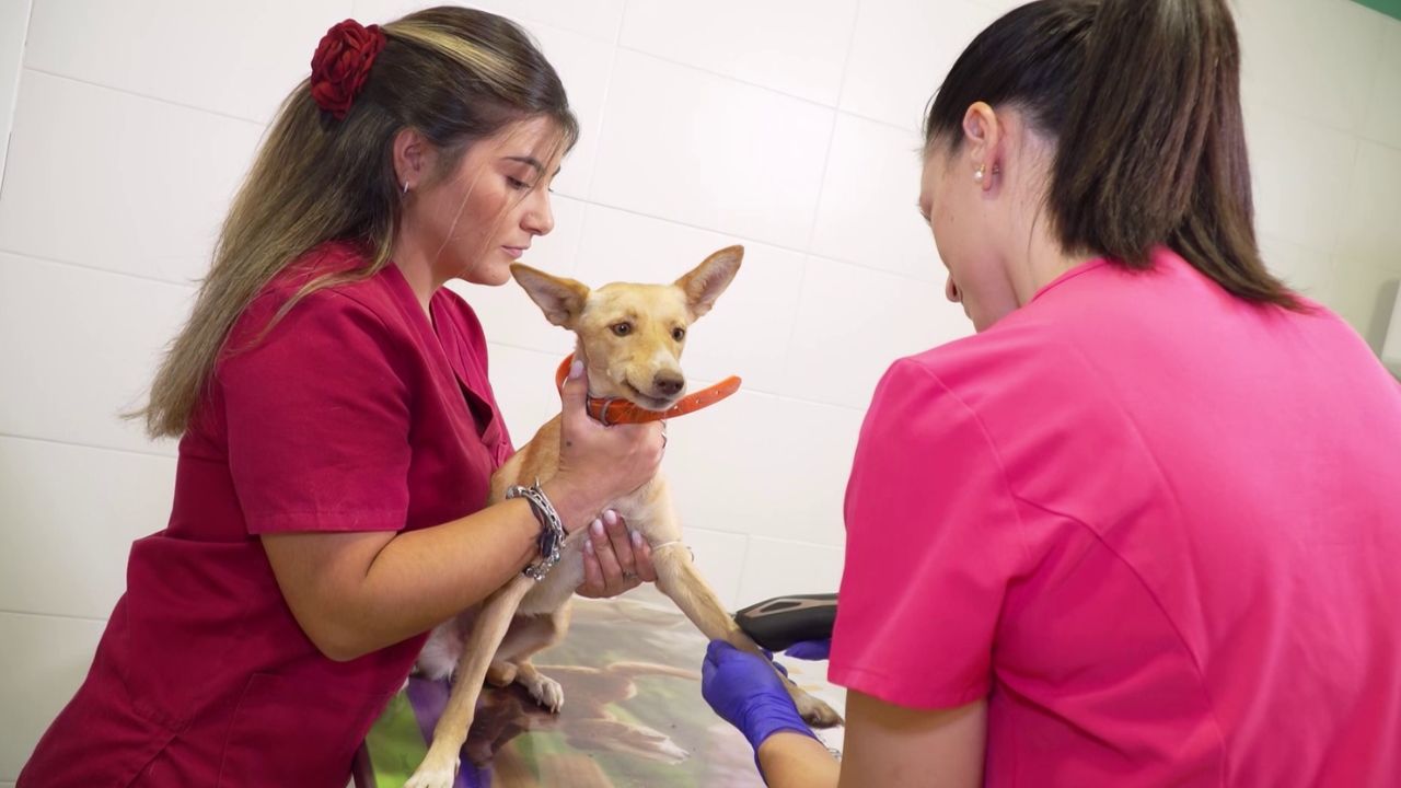 Veterinaria rural