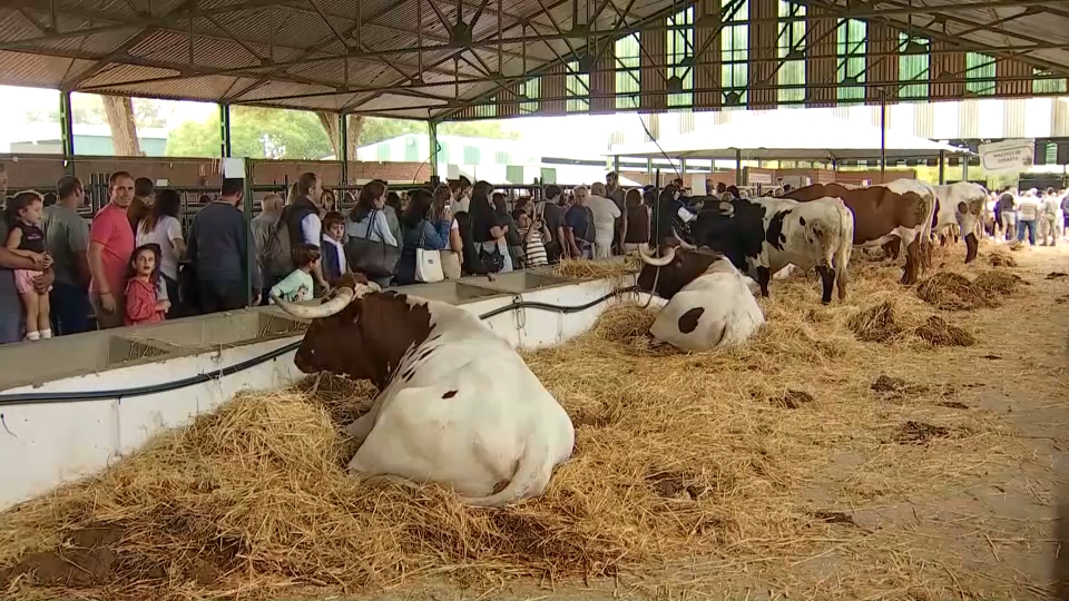 Bueyes berrendos en la Feria Internacional Ganadera de Zafra