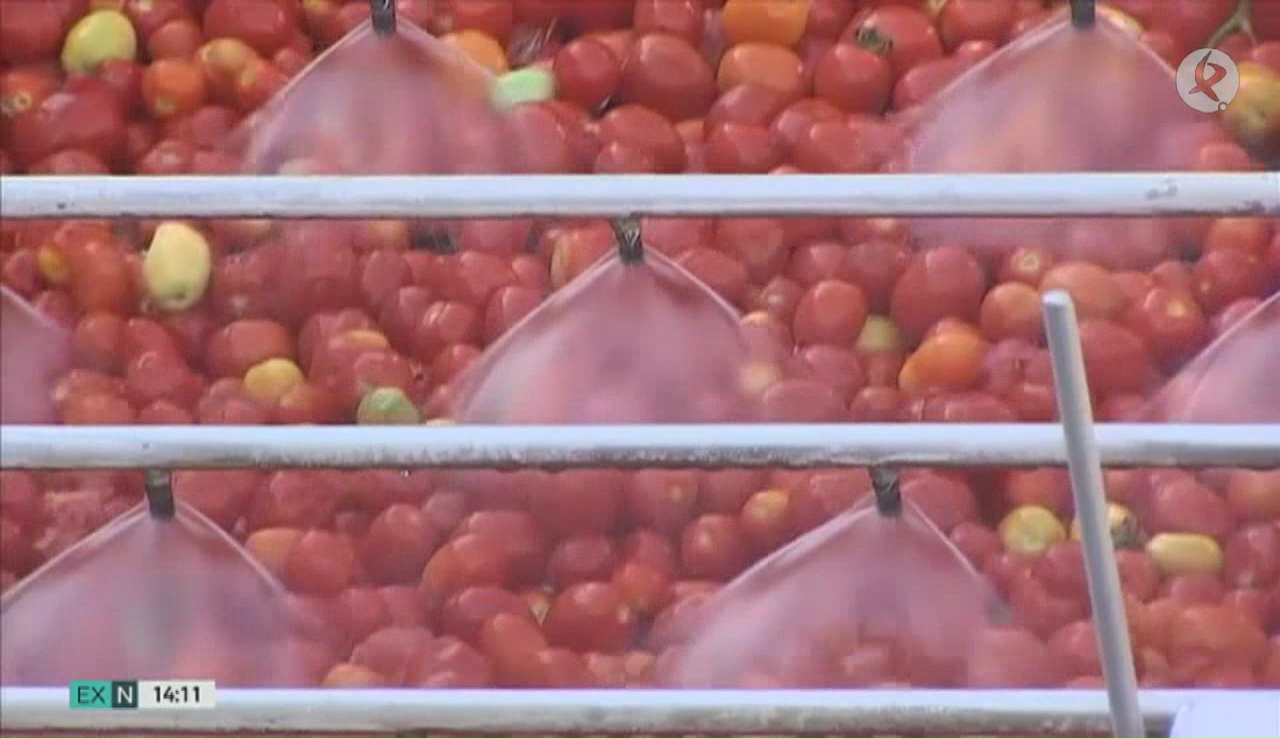 Tomates en las fábricas transformadoras