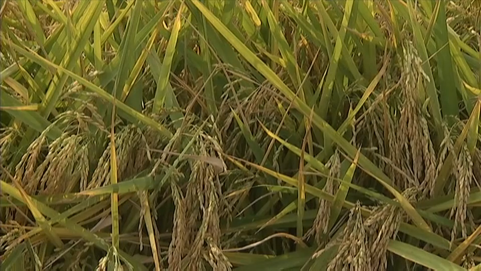 Arroz extremeño