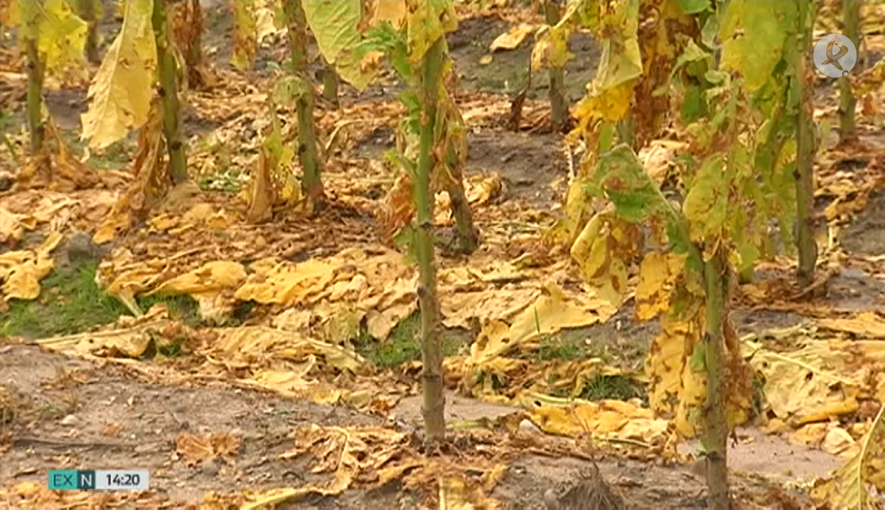 Plantas de tabaco dañadas tras las tormentas de la semana pasada