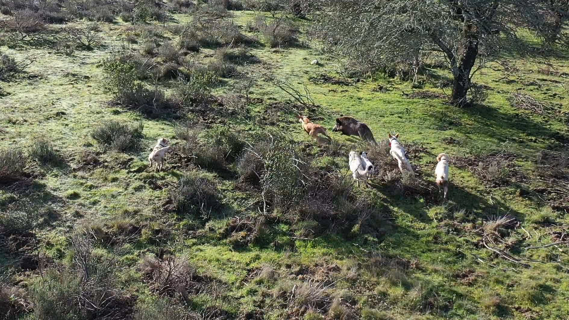 Jabalies con perros 