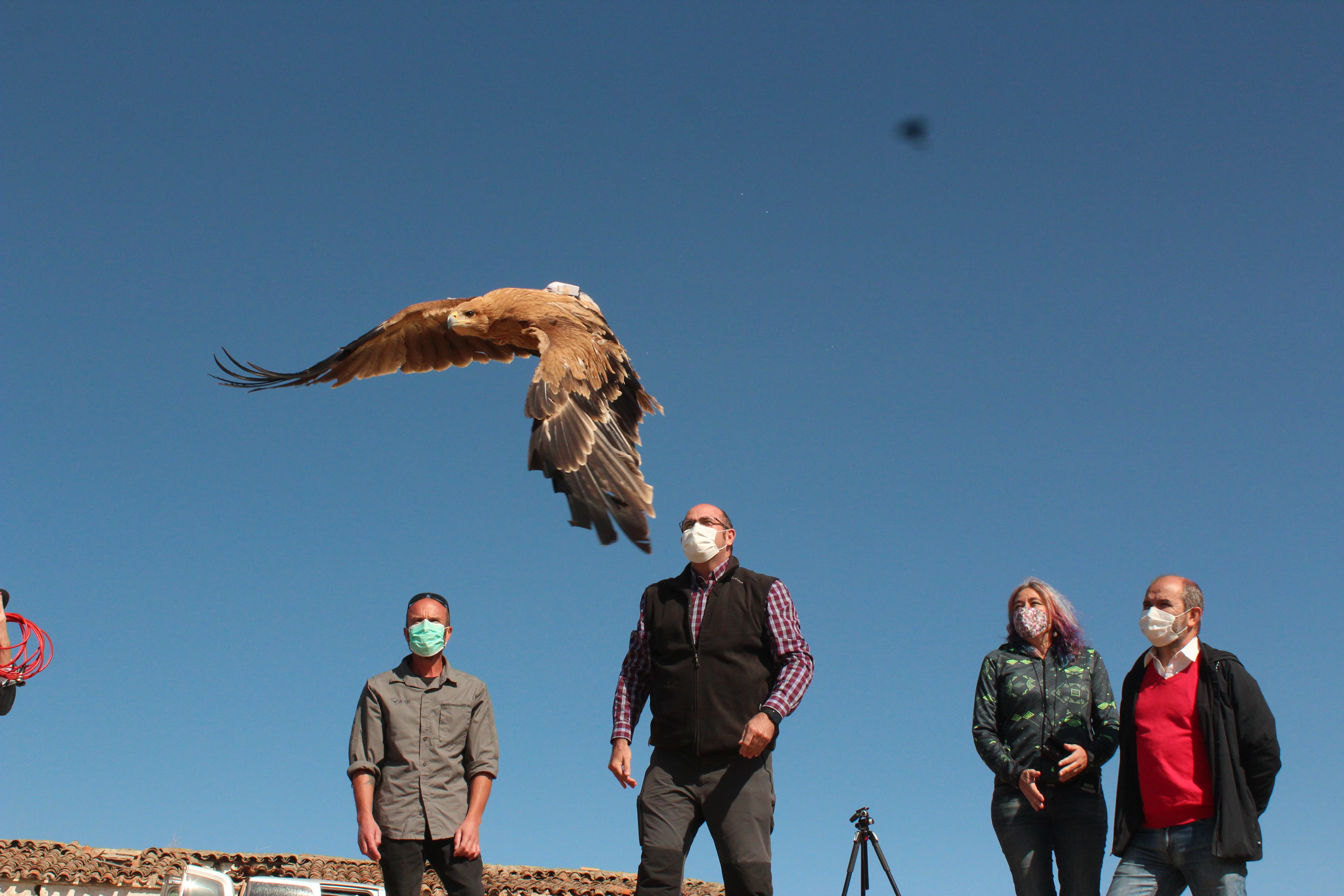 Águila Imperial Ibérica recuperada y liberada en Valencia de las Torres