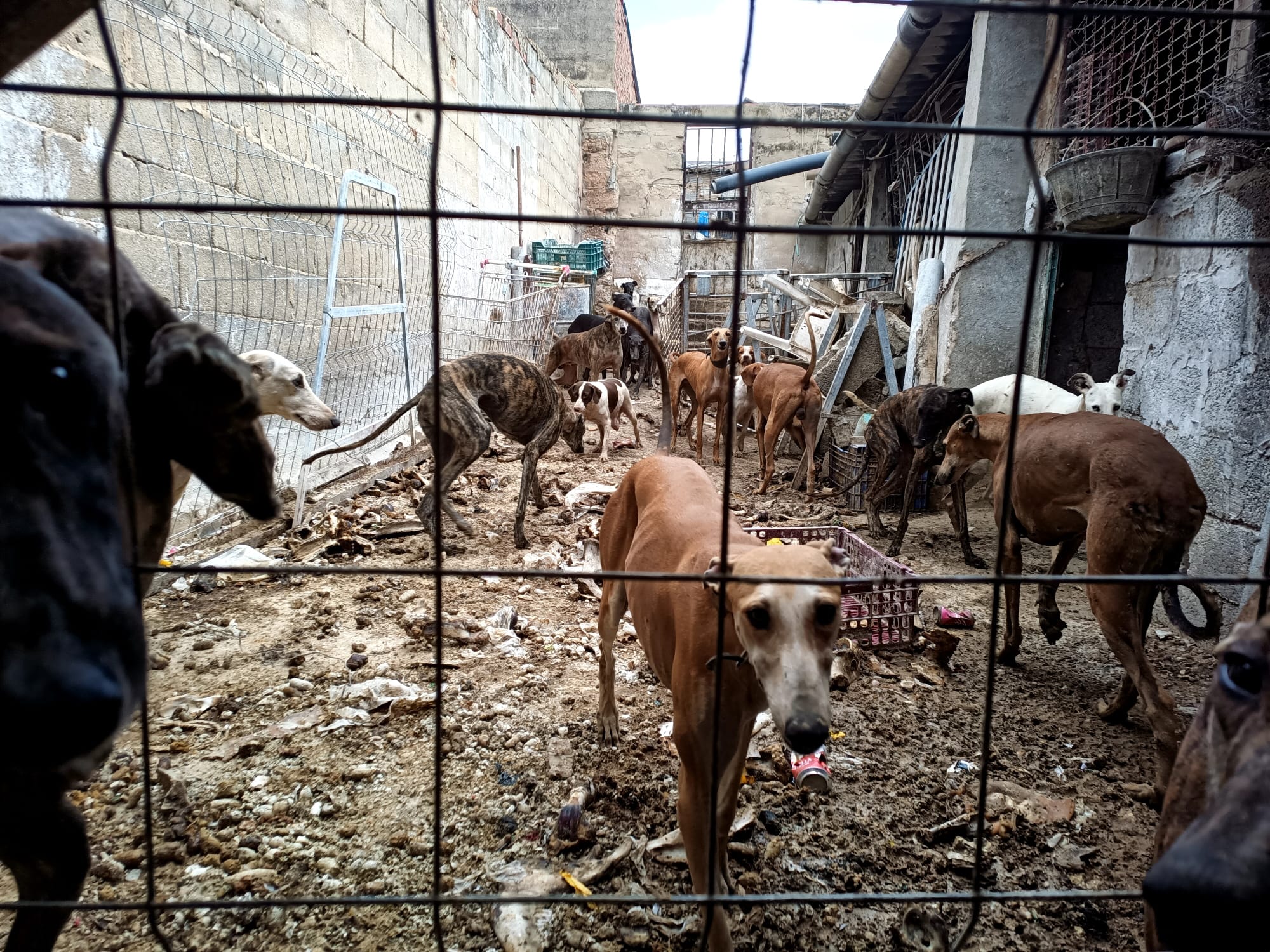 Perros rescatados en Mérida