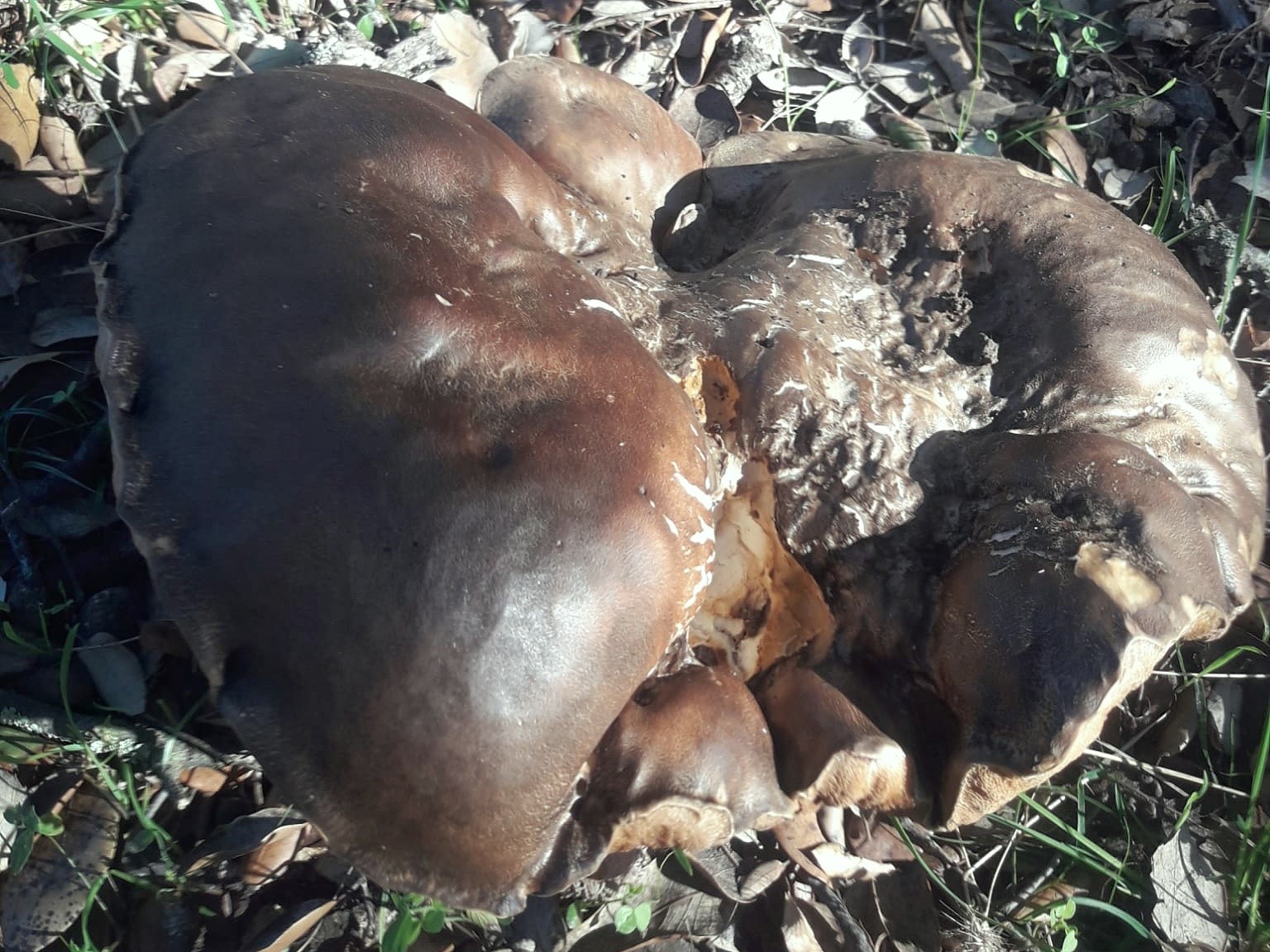 El hongo fue encontrado en un paraje muy próximo a Barcarrota.