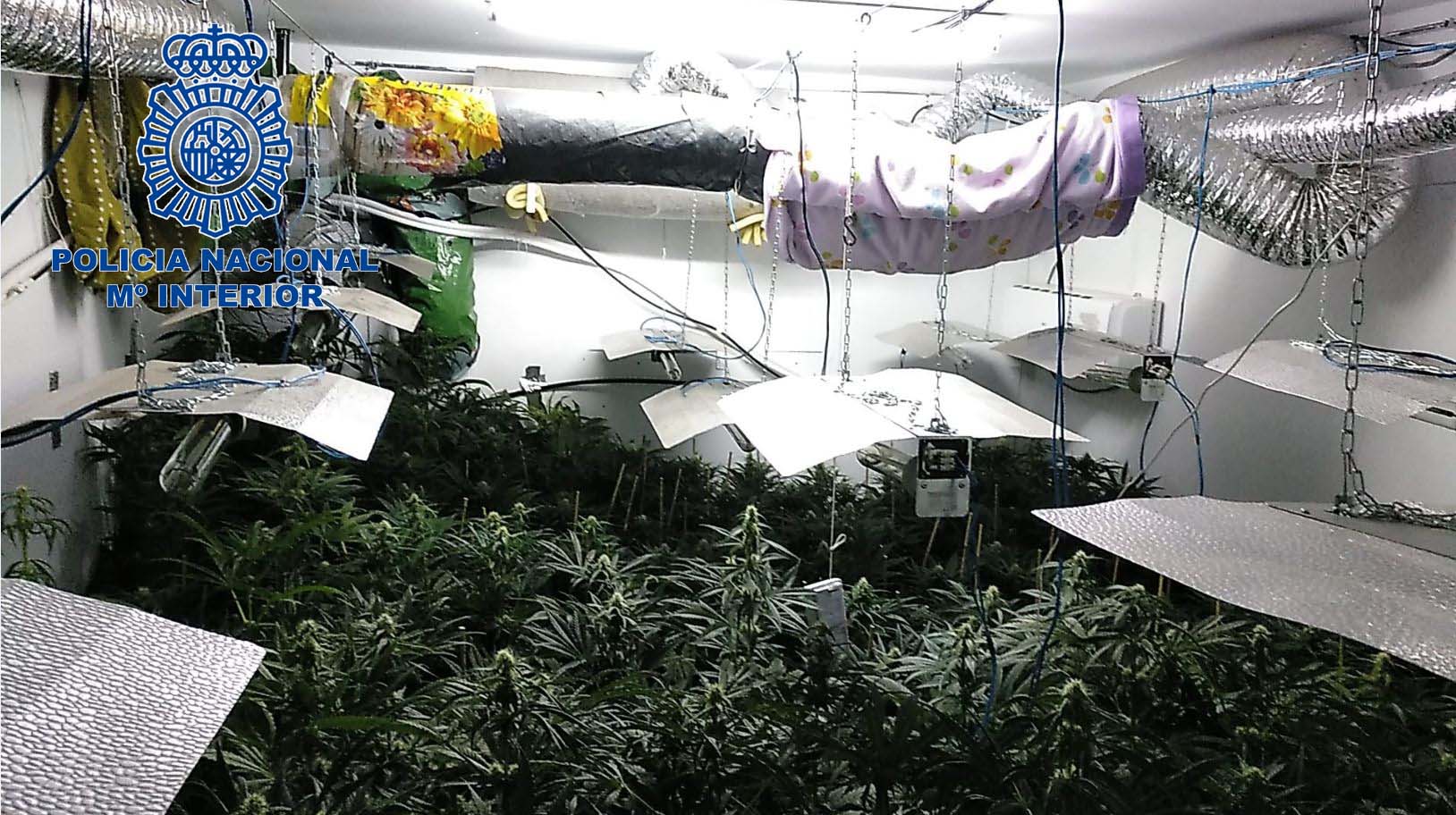 Imagen interior de la plantación