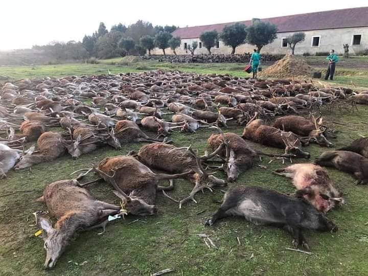 Imagen de la montería publicadas en Facebook y recogida por el portal luso RTP