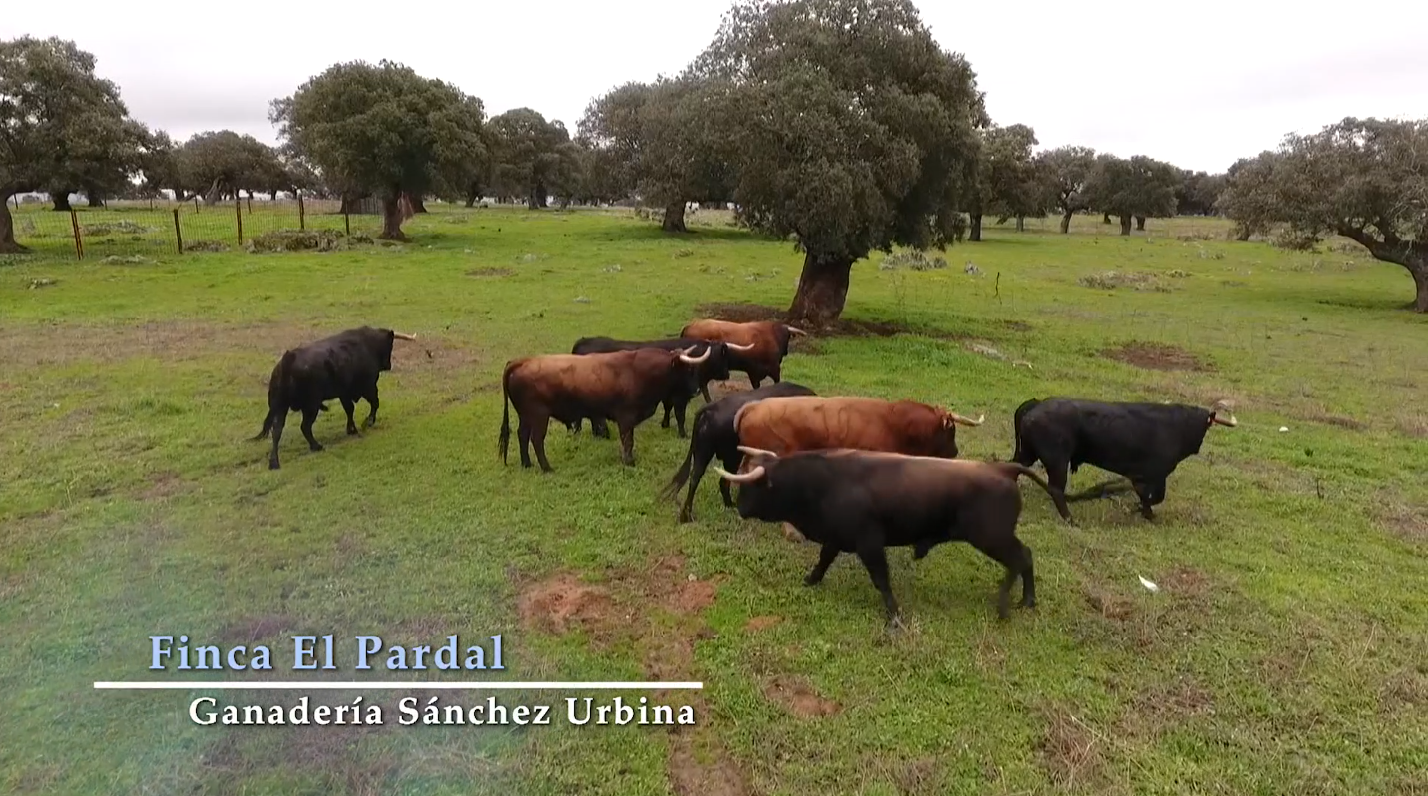 Tierra de Toros| Ganadería Sánchez Urbina