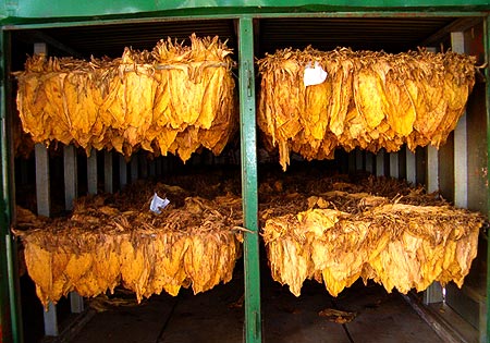 Secadero tabaco biomasa