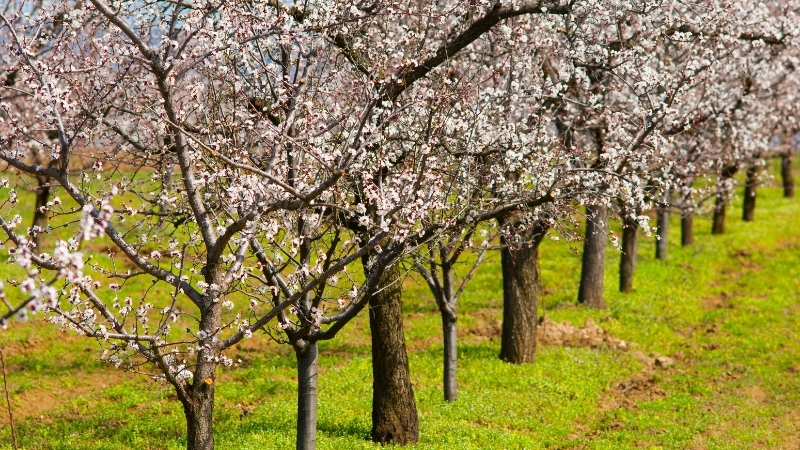 Almendros