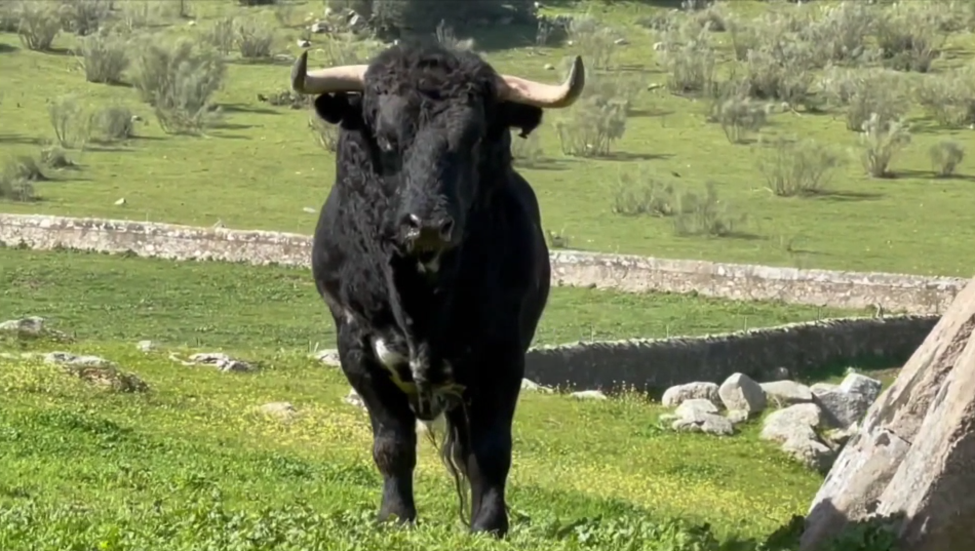 Tierra de Toros en la ganadería del Conde de la Corte