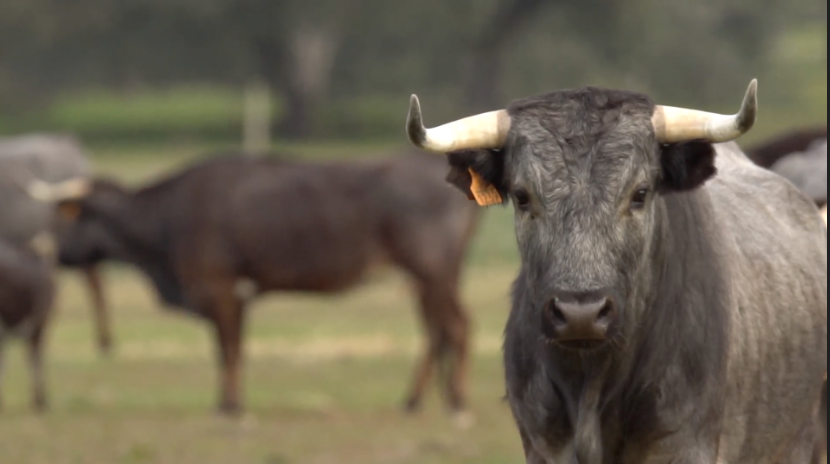 Los Santacoloma de Victor Huertas en Tierra de Toros