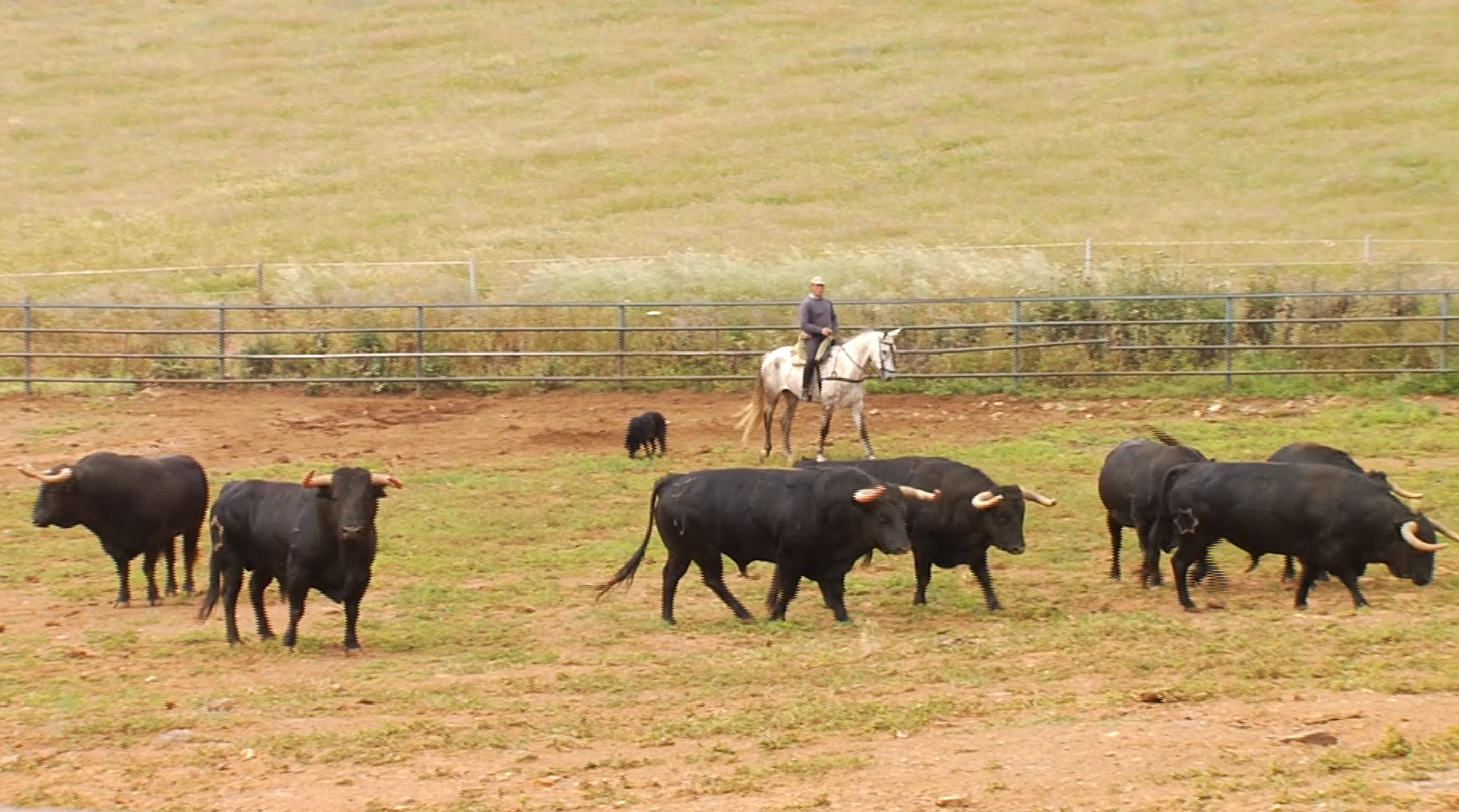 Tierra de Toros | Ganadería de Jandilla