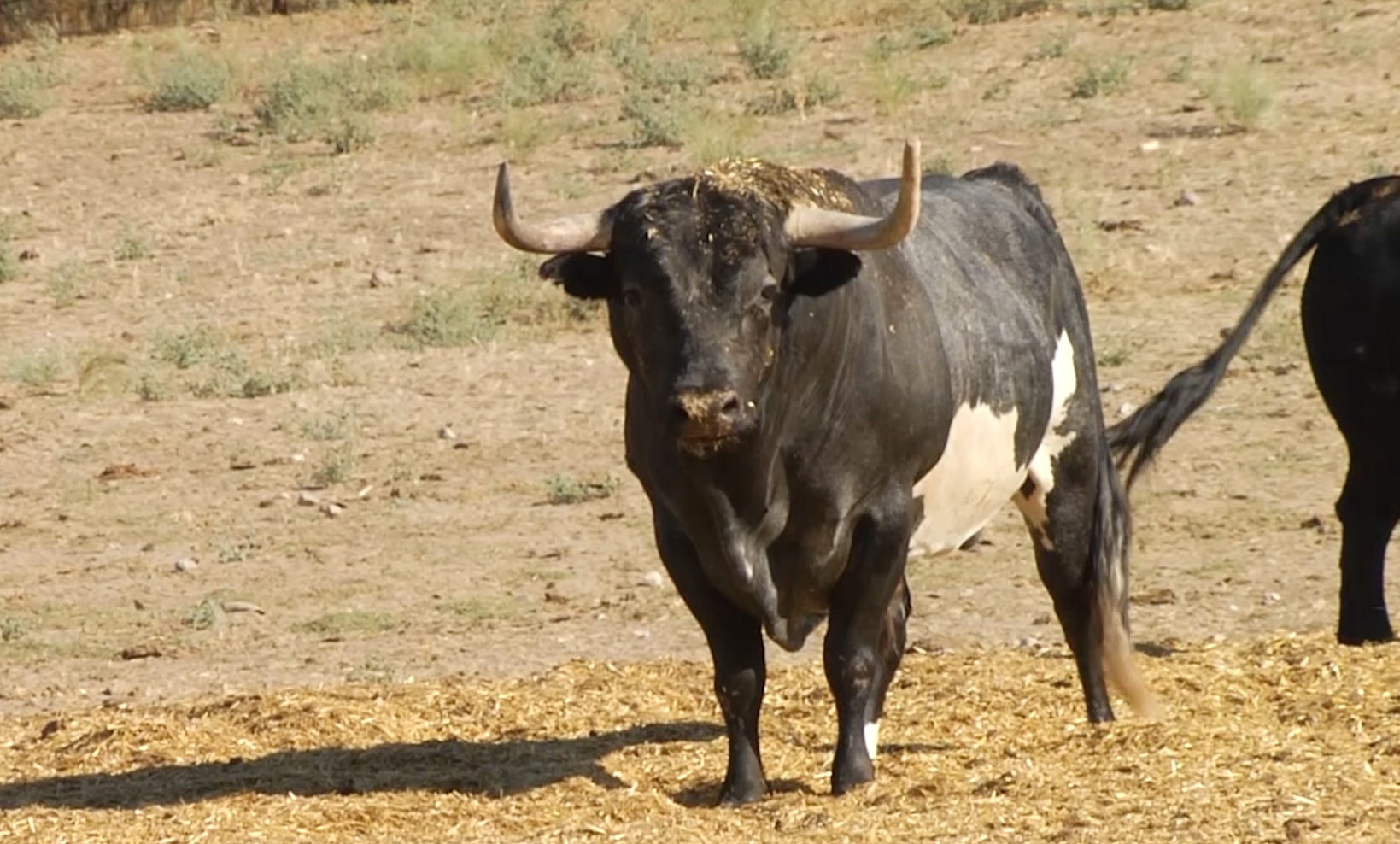 Ganadería San Martín en Tierra de Toros