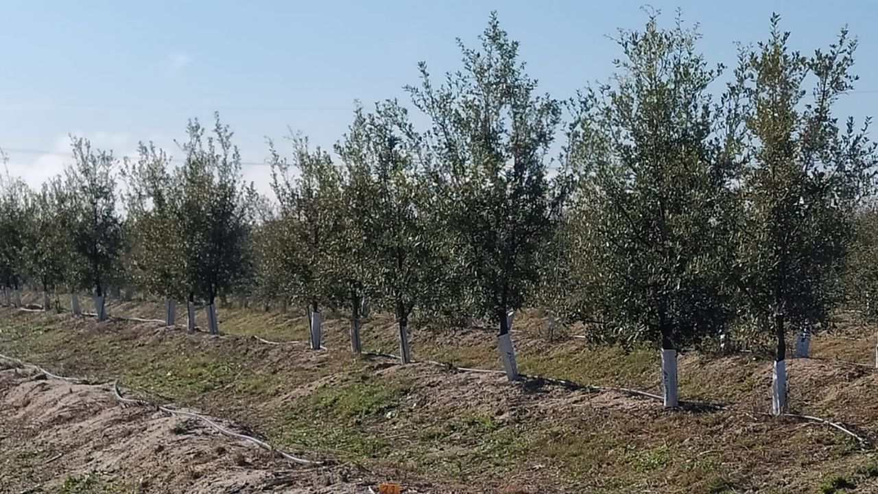 Plantación de Saucedilla donde se está investigando en la producción precoz de bellotas