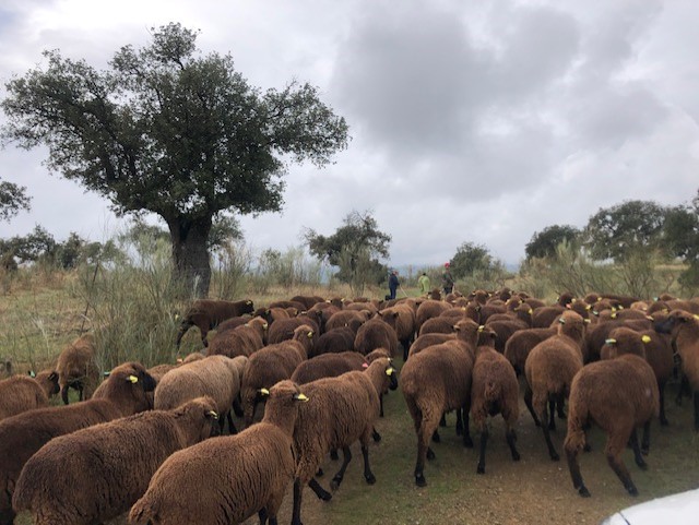 Ovejas pastoreadas en la Cañada Real