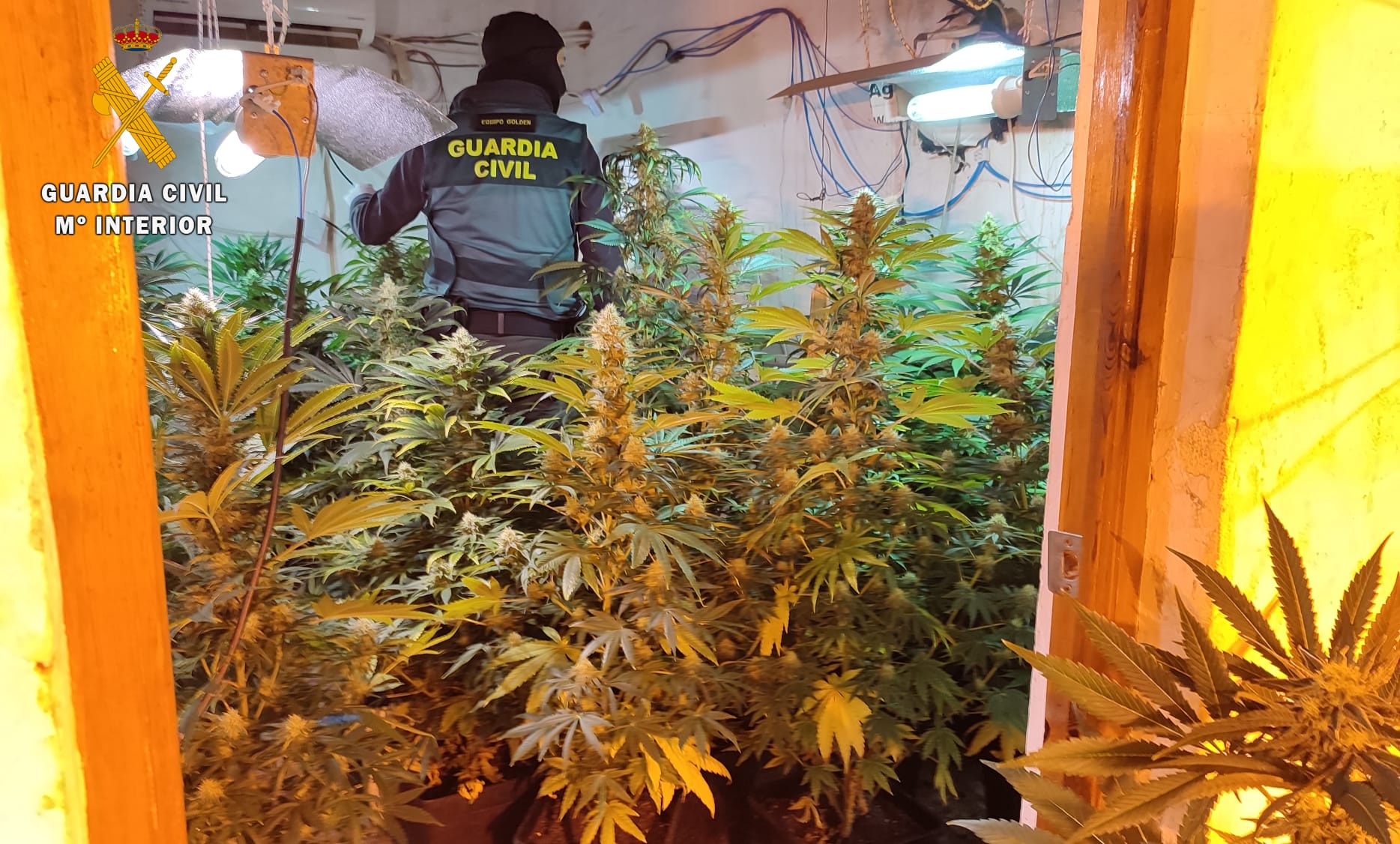 Invernadero interior de marihuana desmantelado en la operación policial