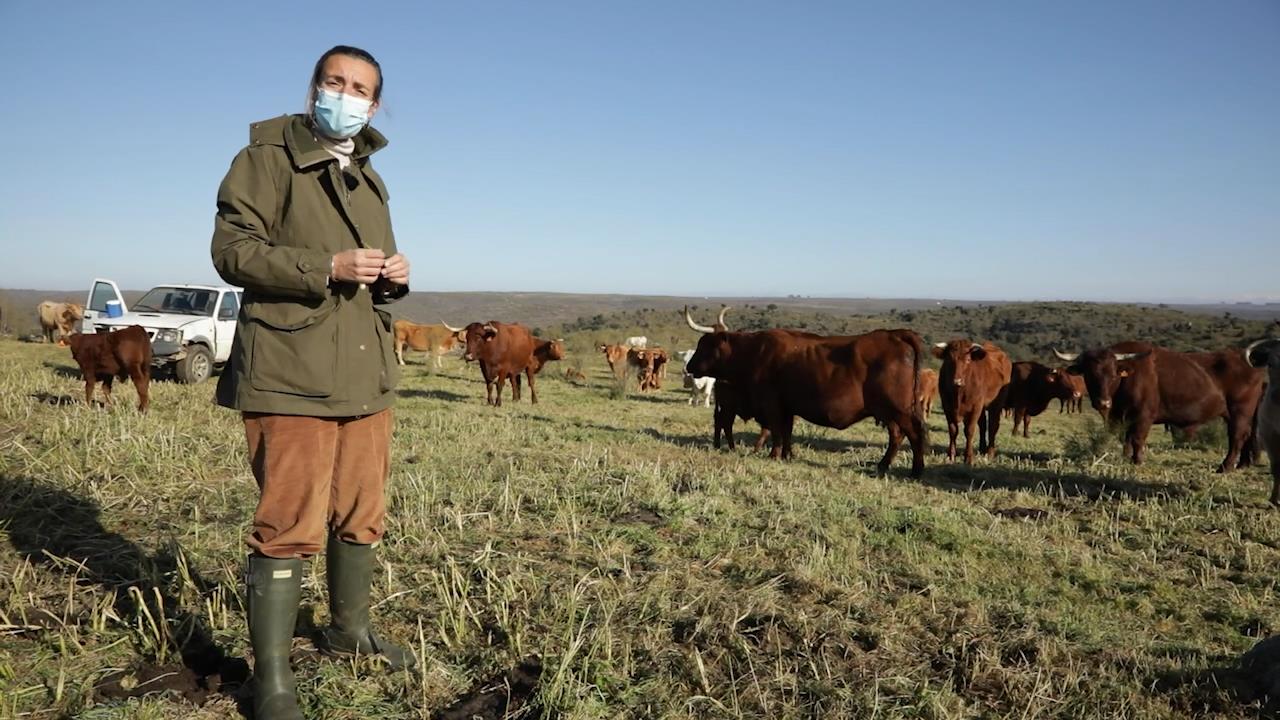 Ganadera con vacas de retinto