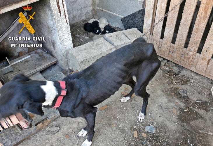 Uno de los animales maltratados en Zafra