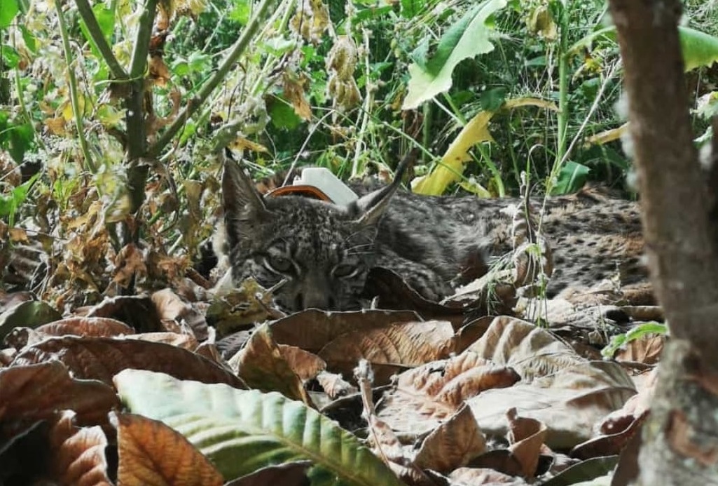 Selva, lince visto en Esparragosa de Lares