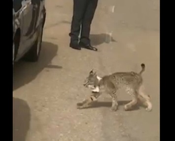 Lince en Esparragosa de Lares