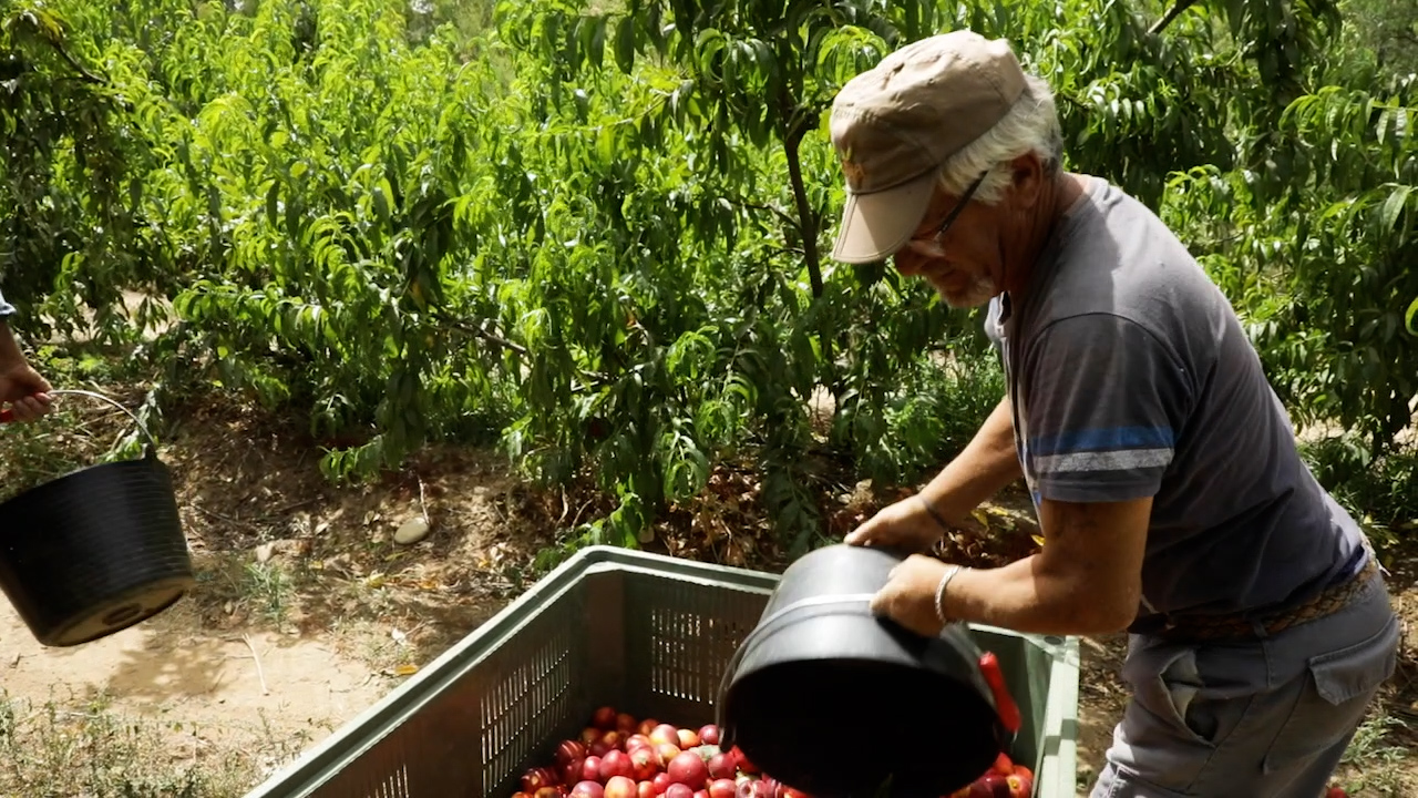 Fruta de hueso